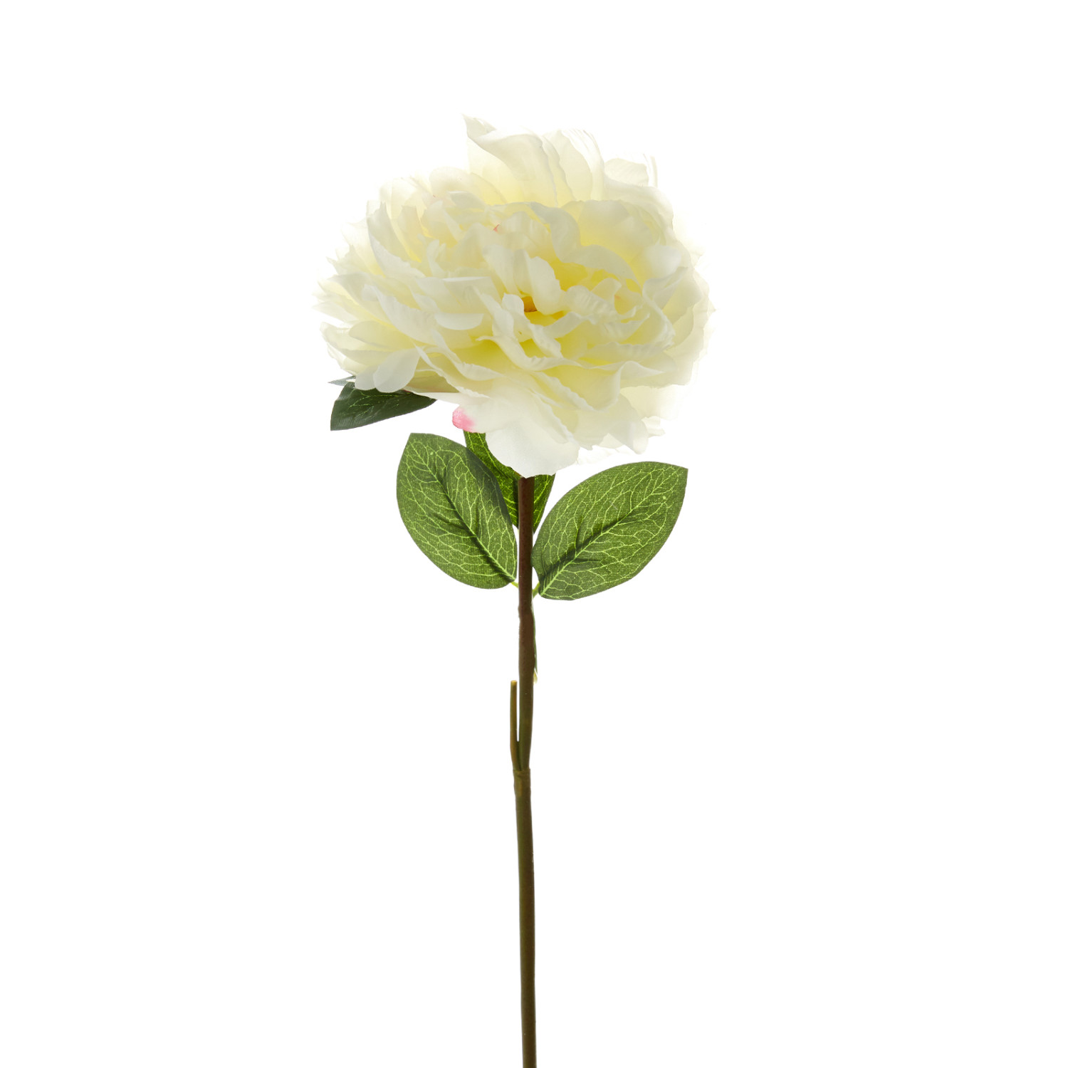 Цветок Пион - фото № 2