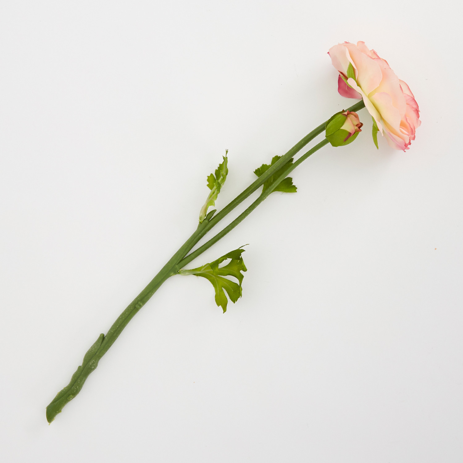 Цветок Ranunculus - фото № 2