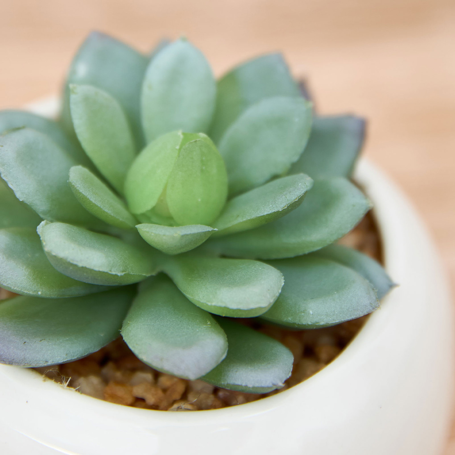 Суккулент Pozzo - фото № 2