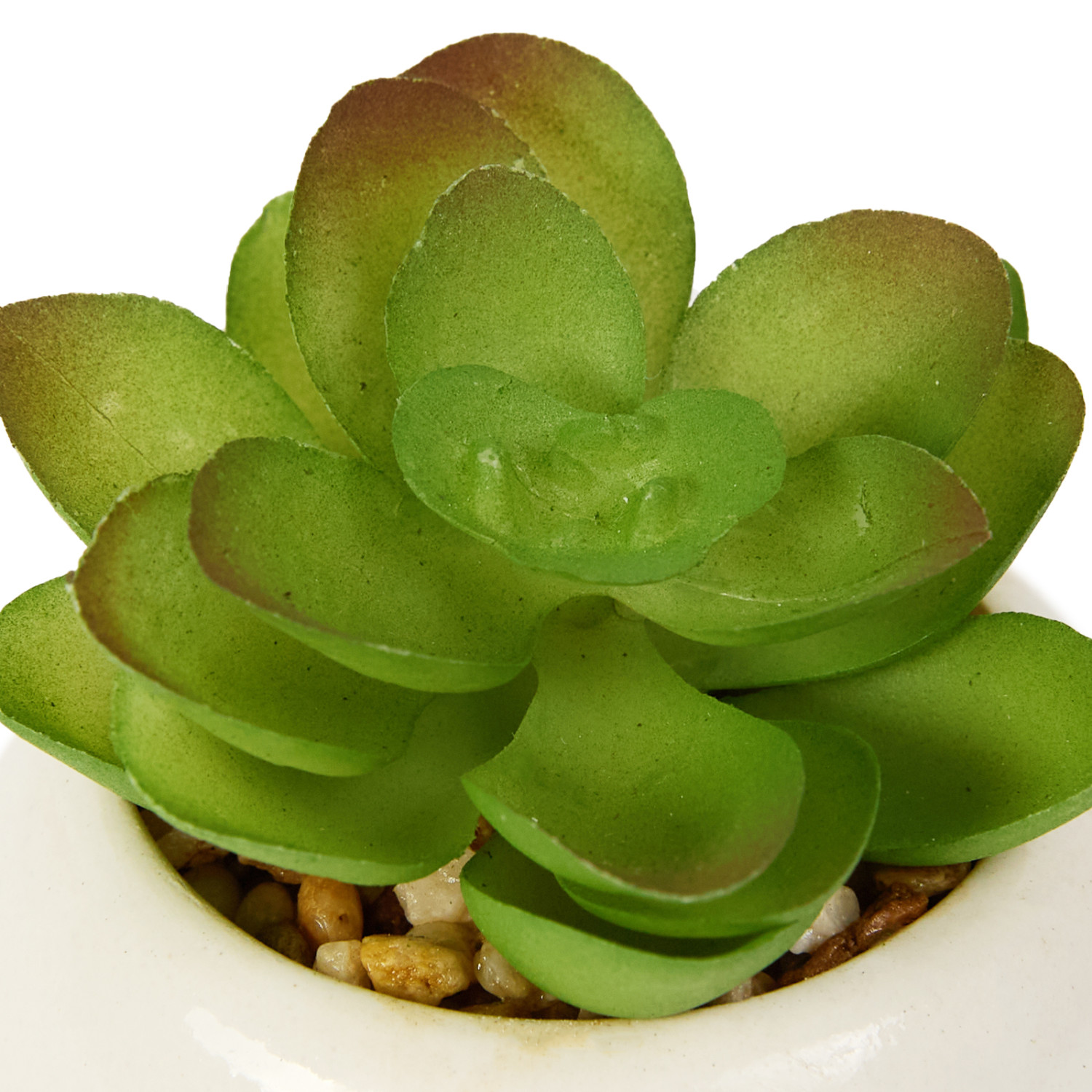 Суккулент Gasperina - фото № 4