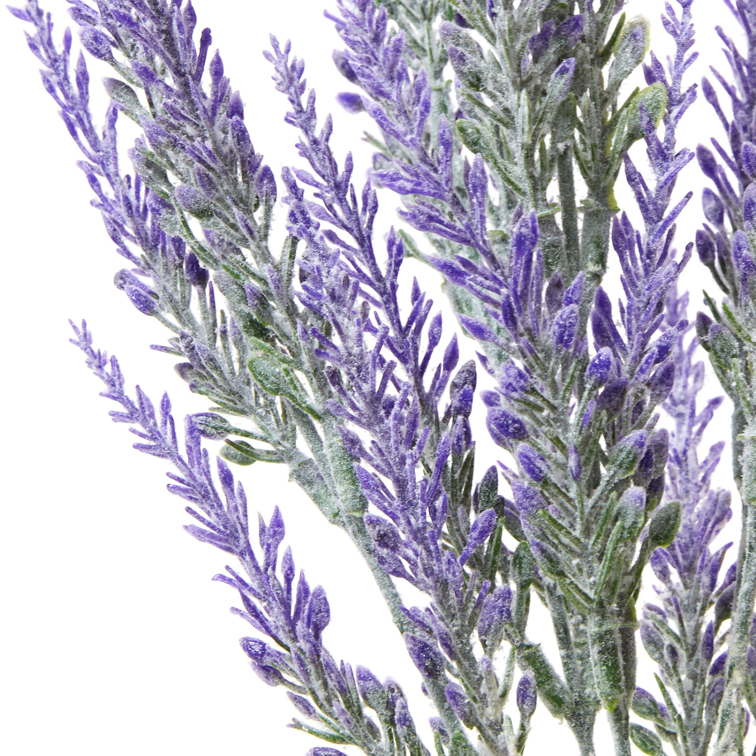 Цветок Lavanda - фото № 2