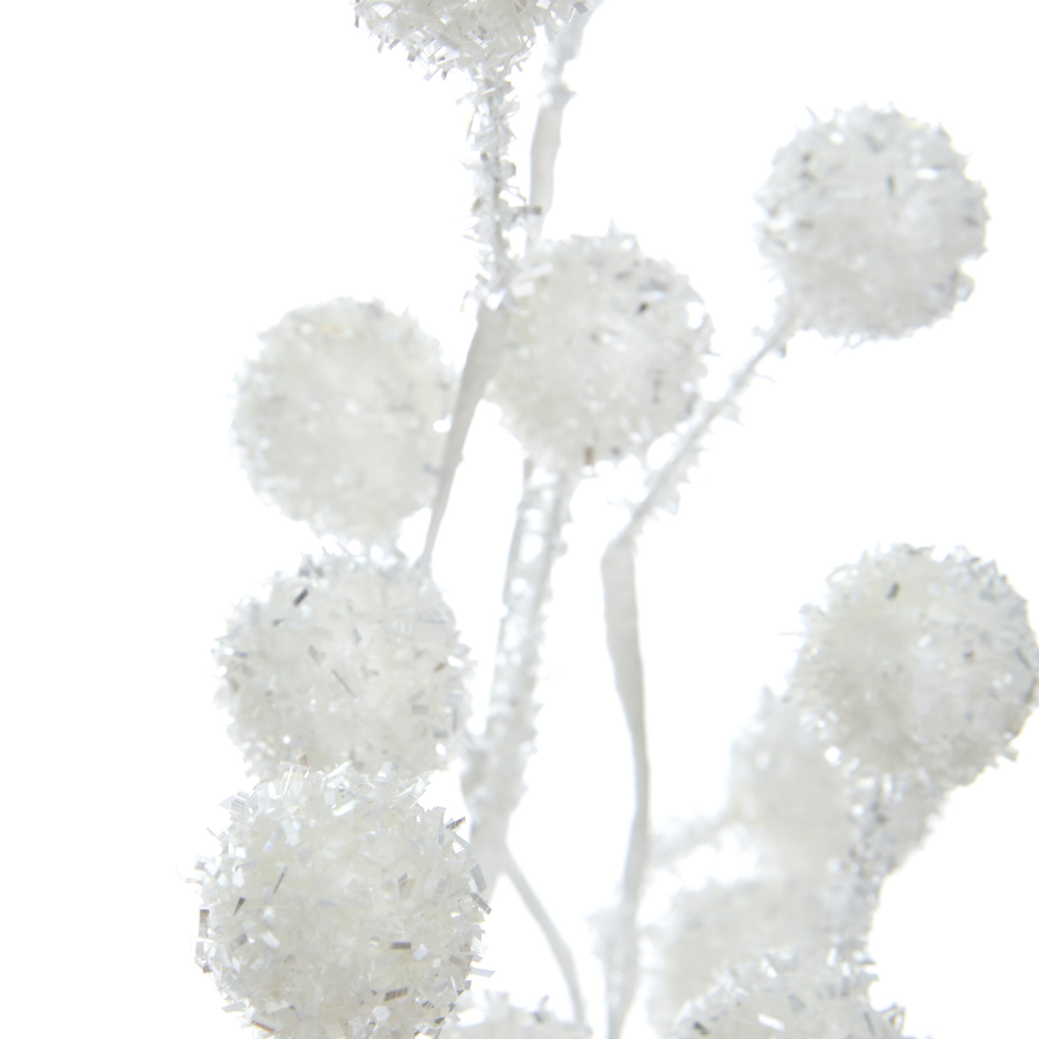 Ветвь Cardinale - фото № 2