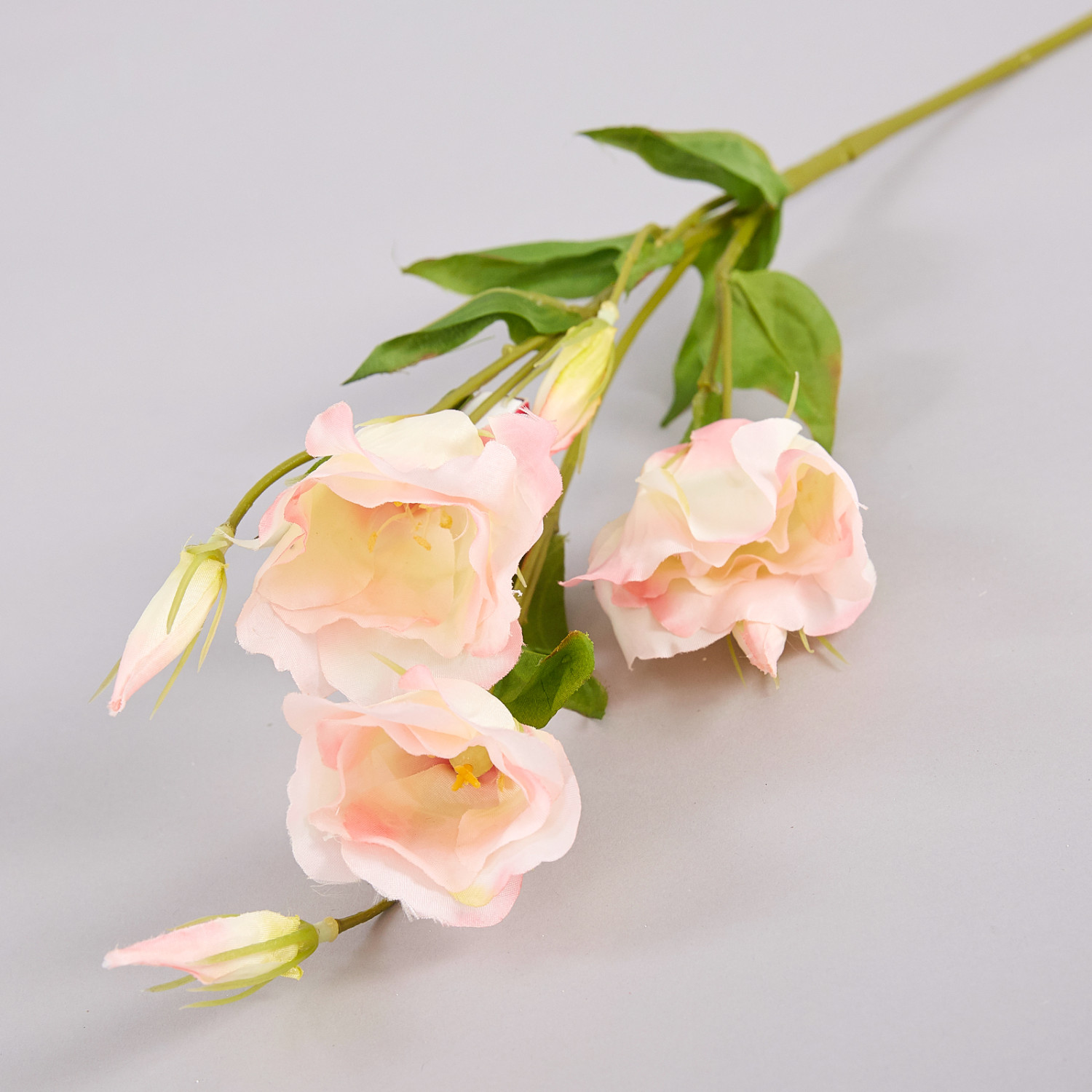 Цветок Eustoma