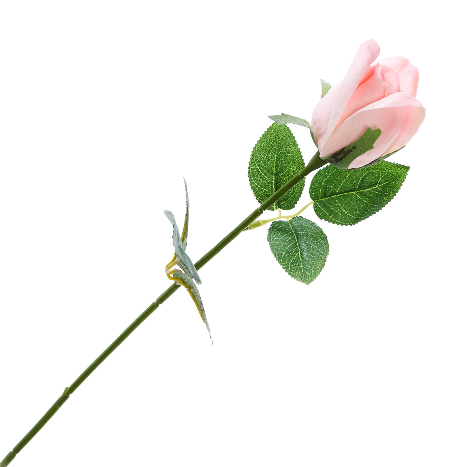 Цветок Pascolli - фото № 2