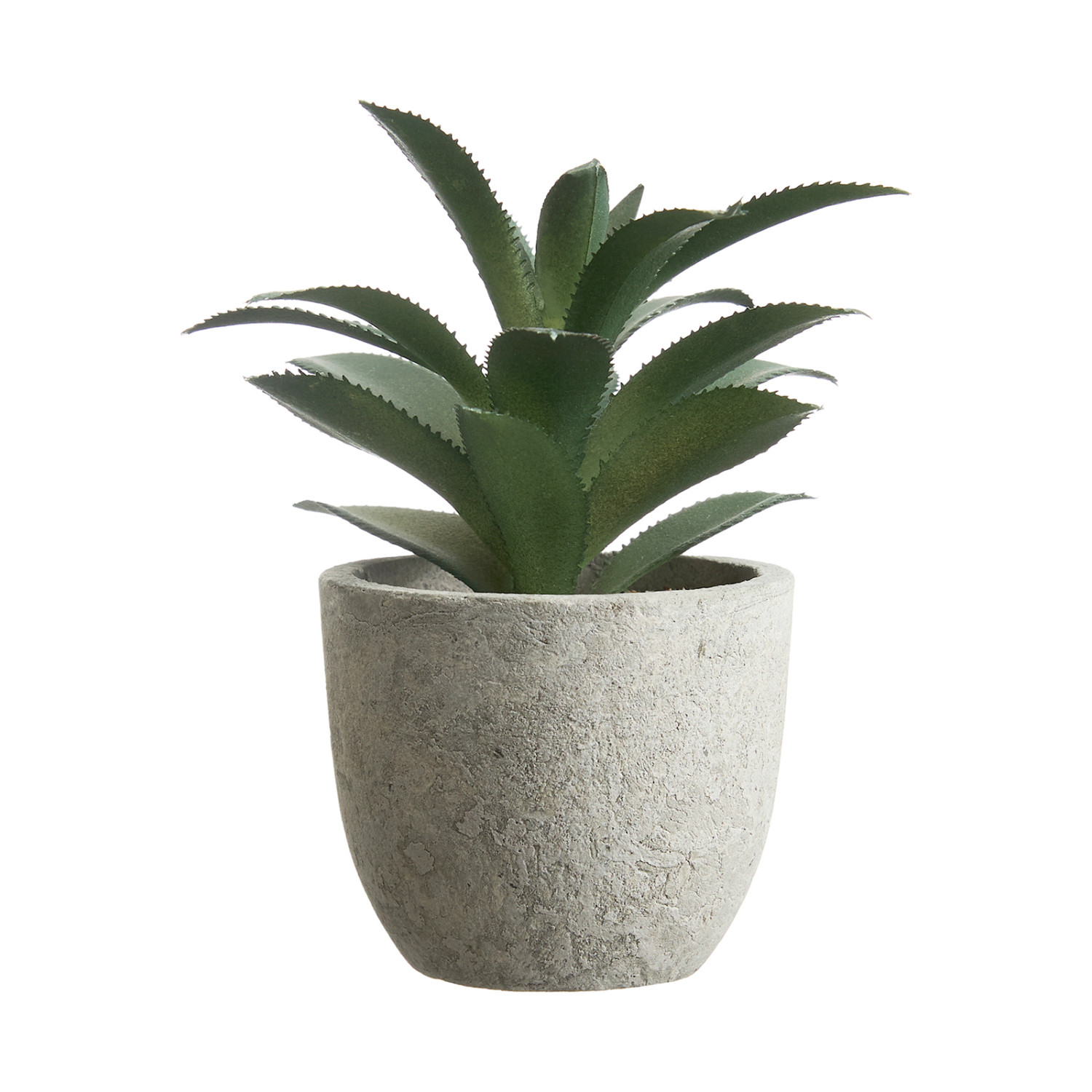 Суккулент Terni I - фото № 4