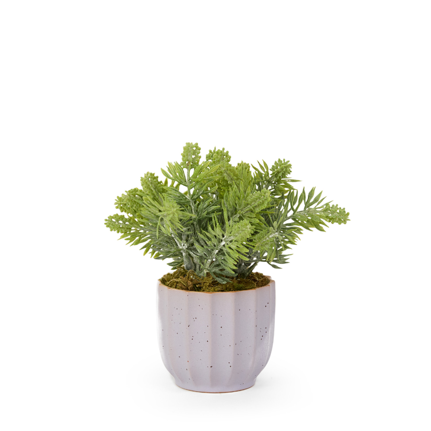 Цветок Pontegrande - фото № 3