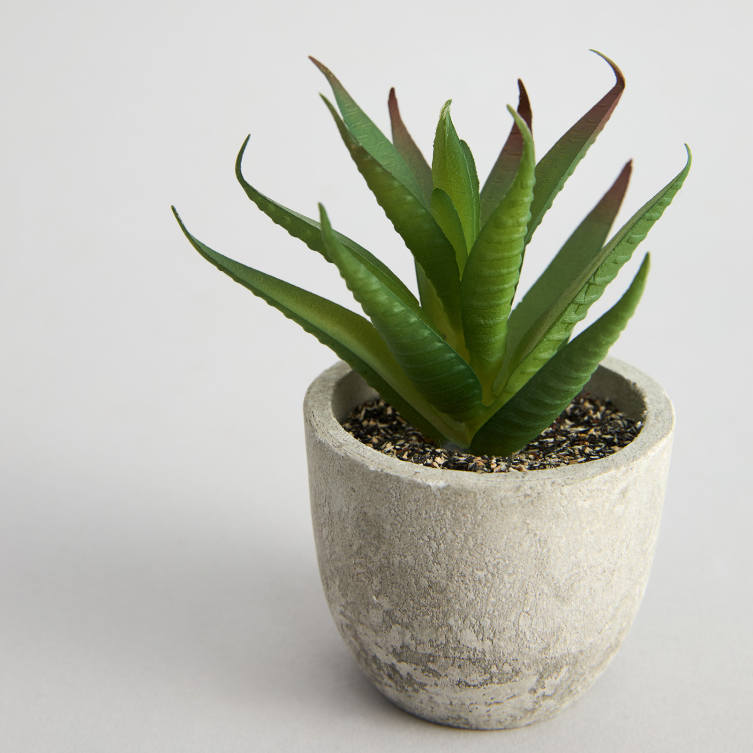 Суккулент Terni II - фото № 2