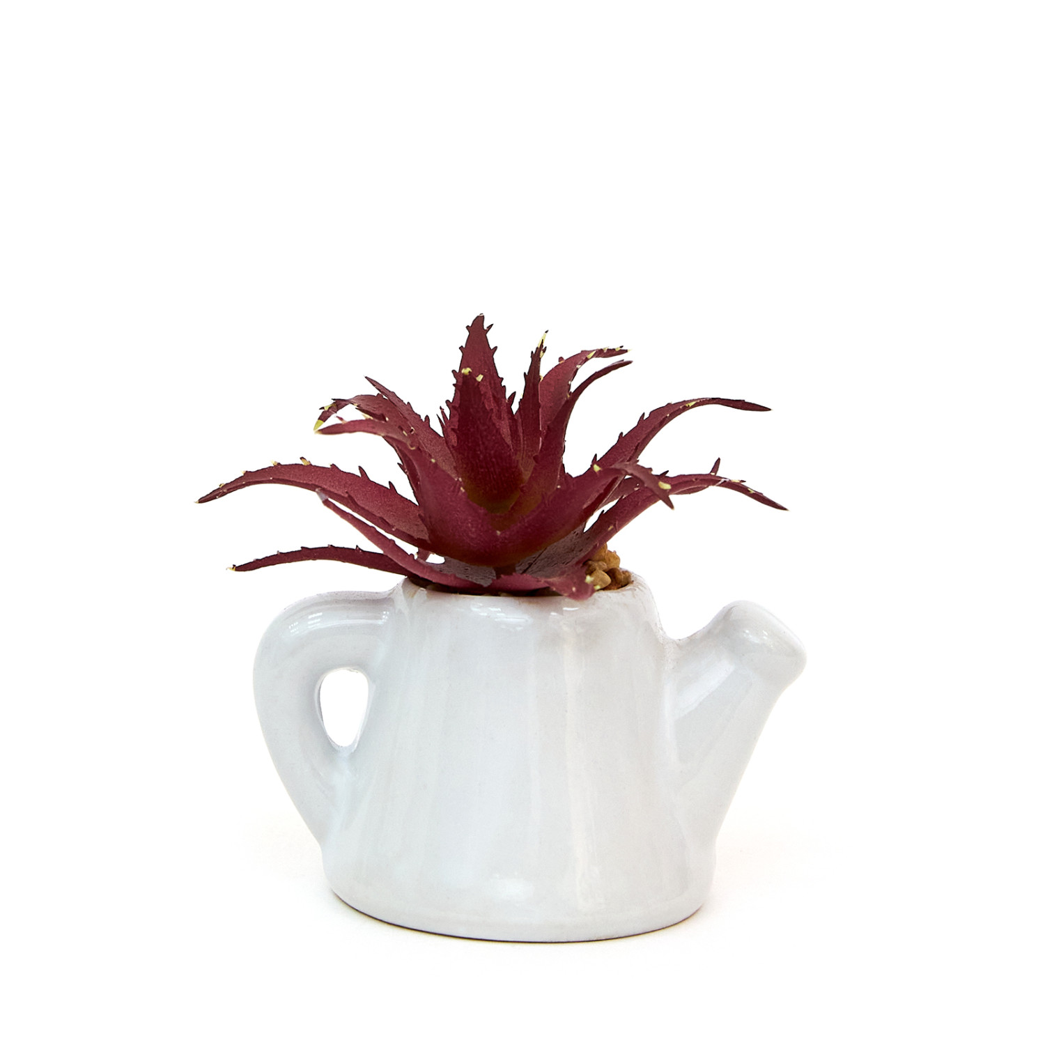 Суккулент Cabernardi - фото № 3