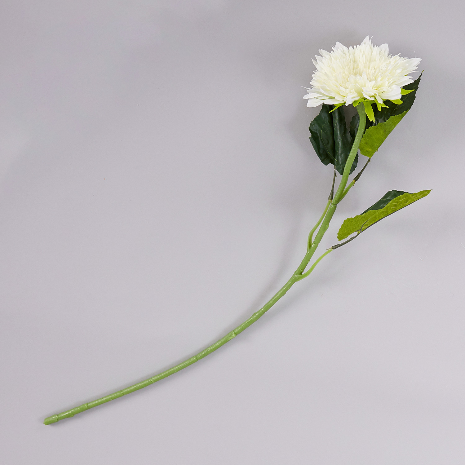 Цветок Gerbera - фото № 2