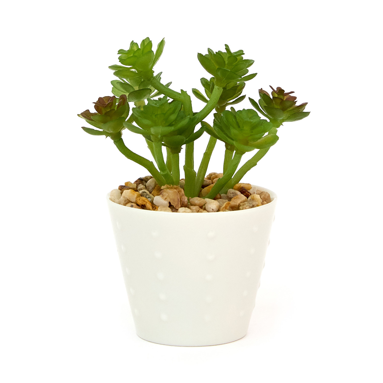 Суккулент Macerino - фото № 3