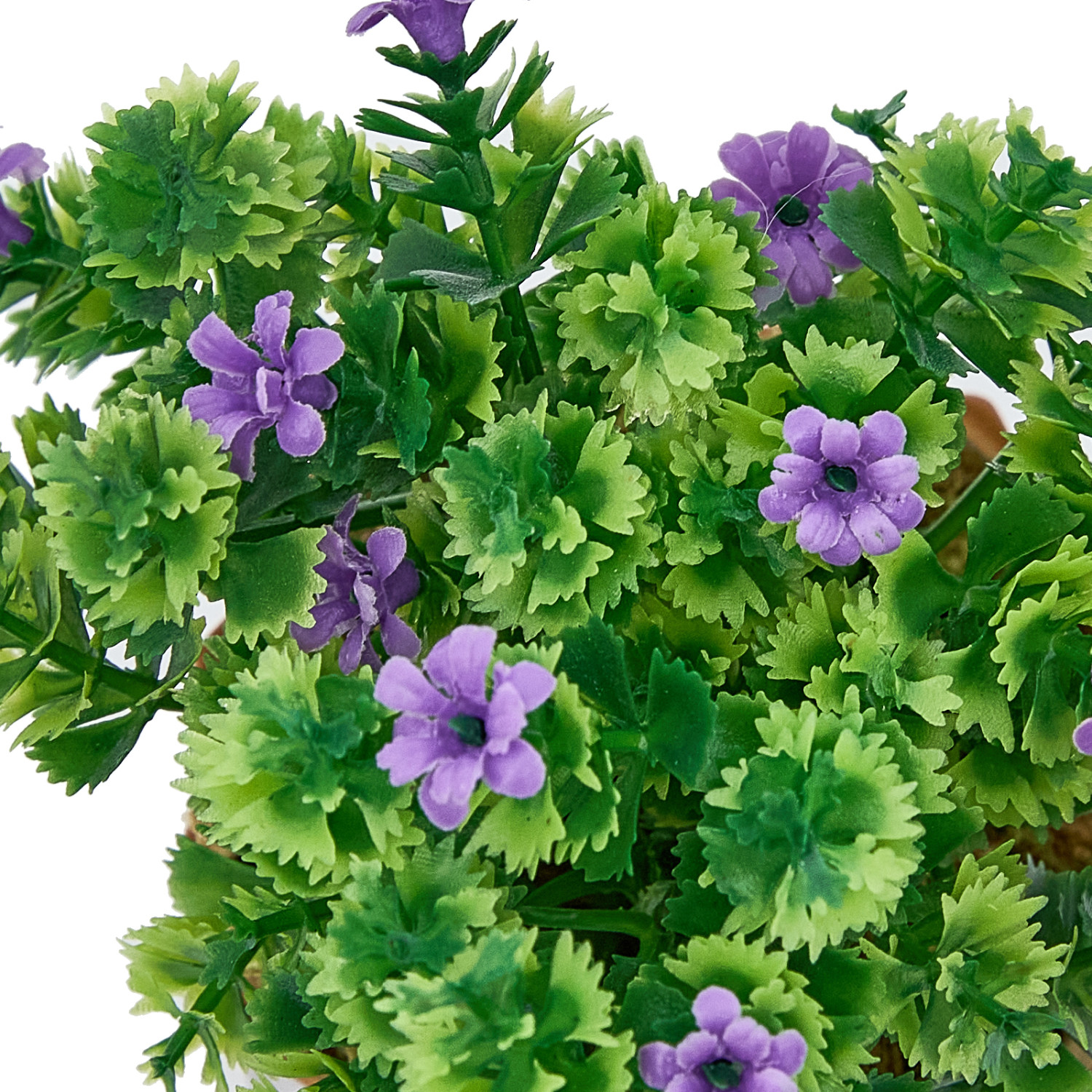 Цветок Corinaldo - фото № 4