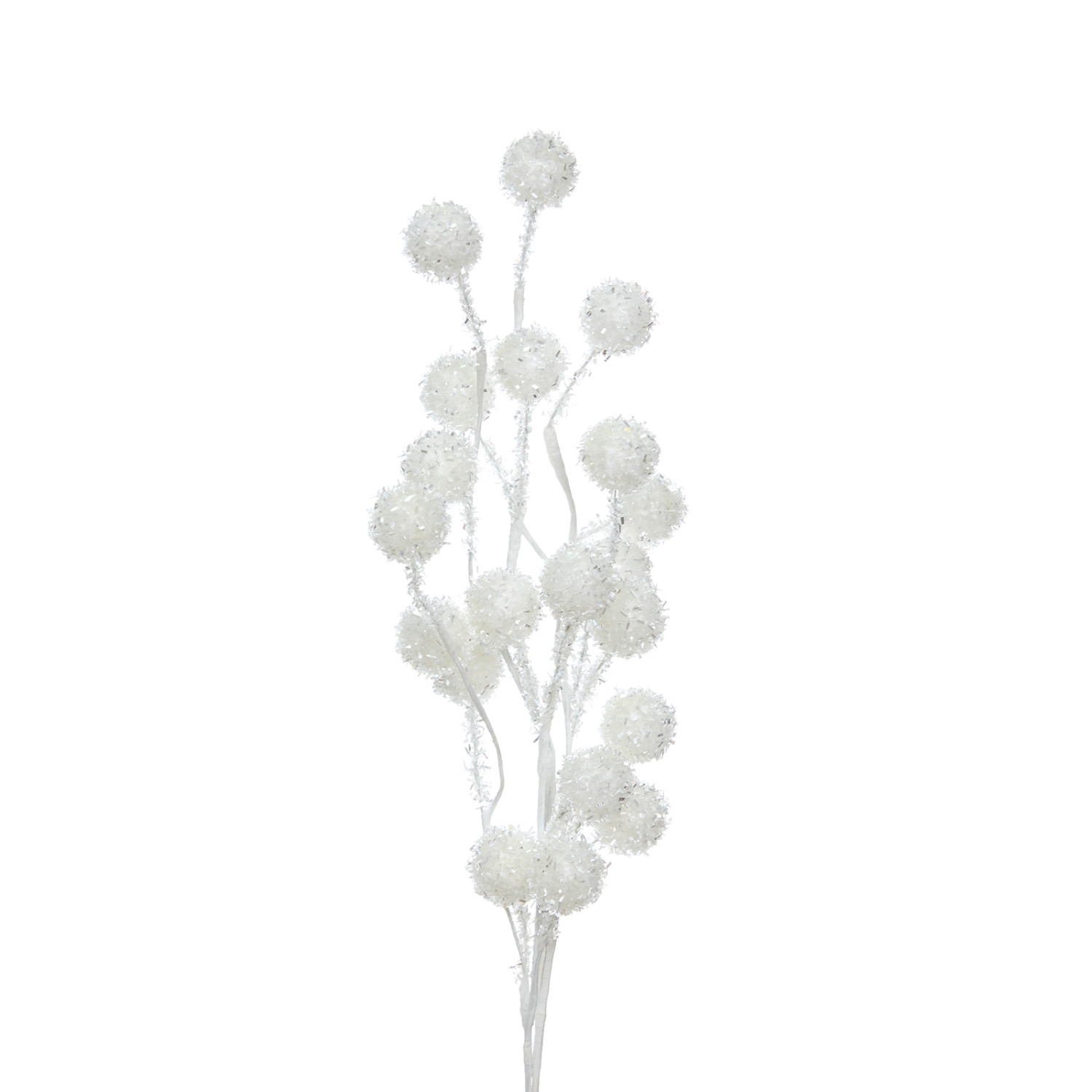 Ветвь Cardinale