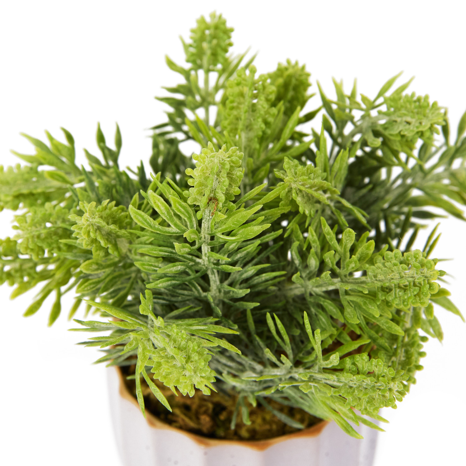 Цветок Pontegrande - фото № 4