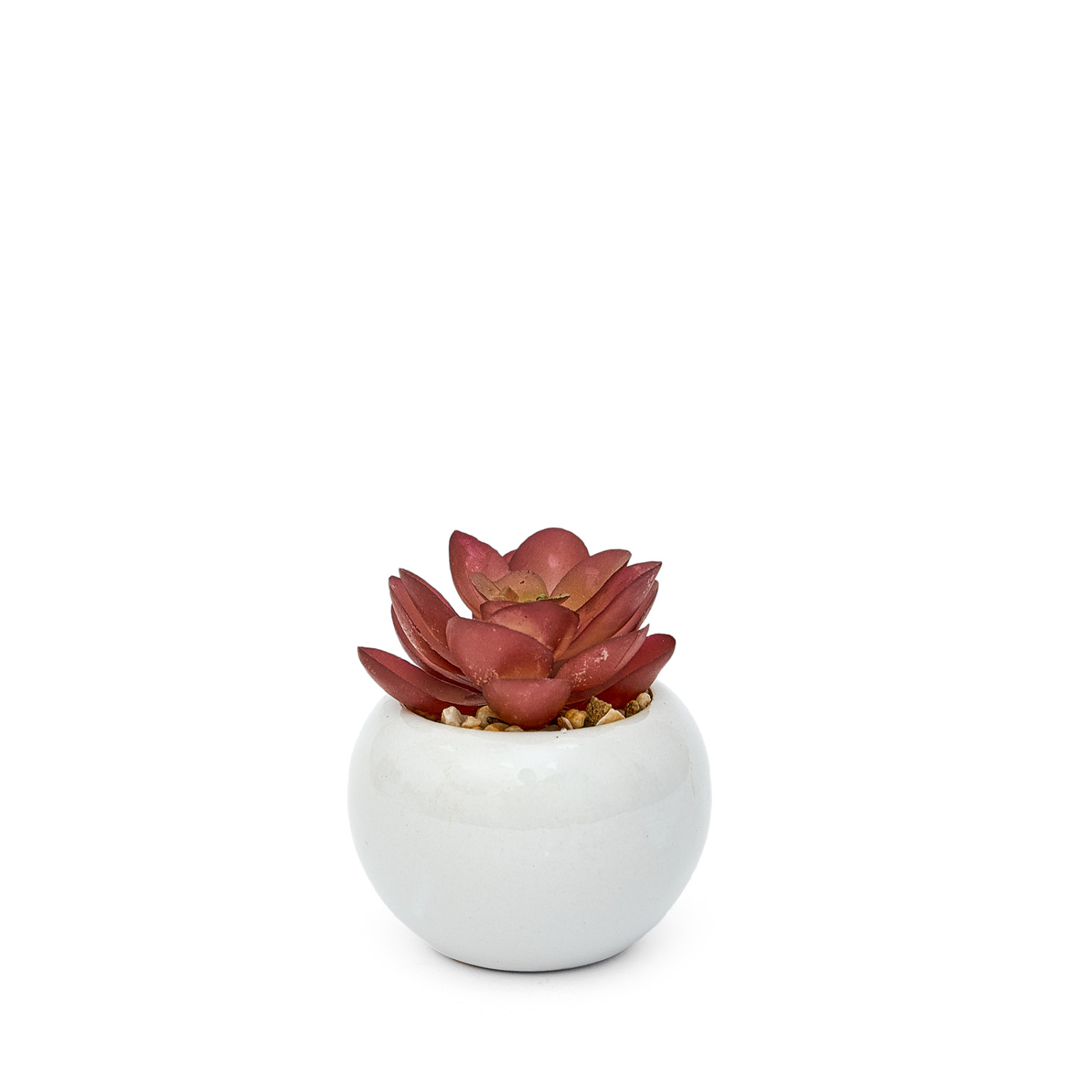 Суккулент Montefino - фото № 3