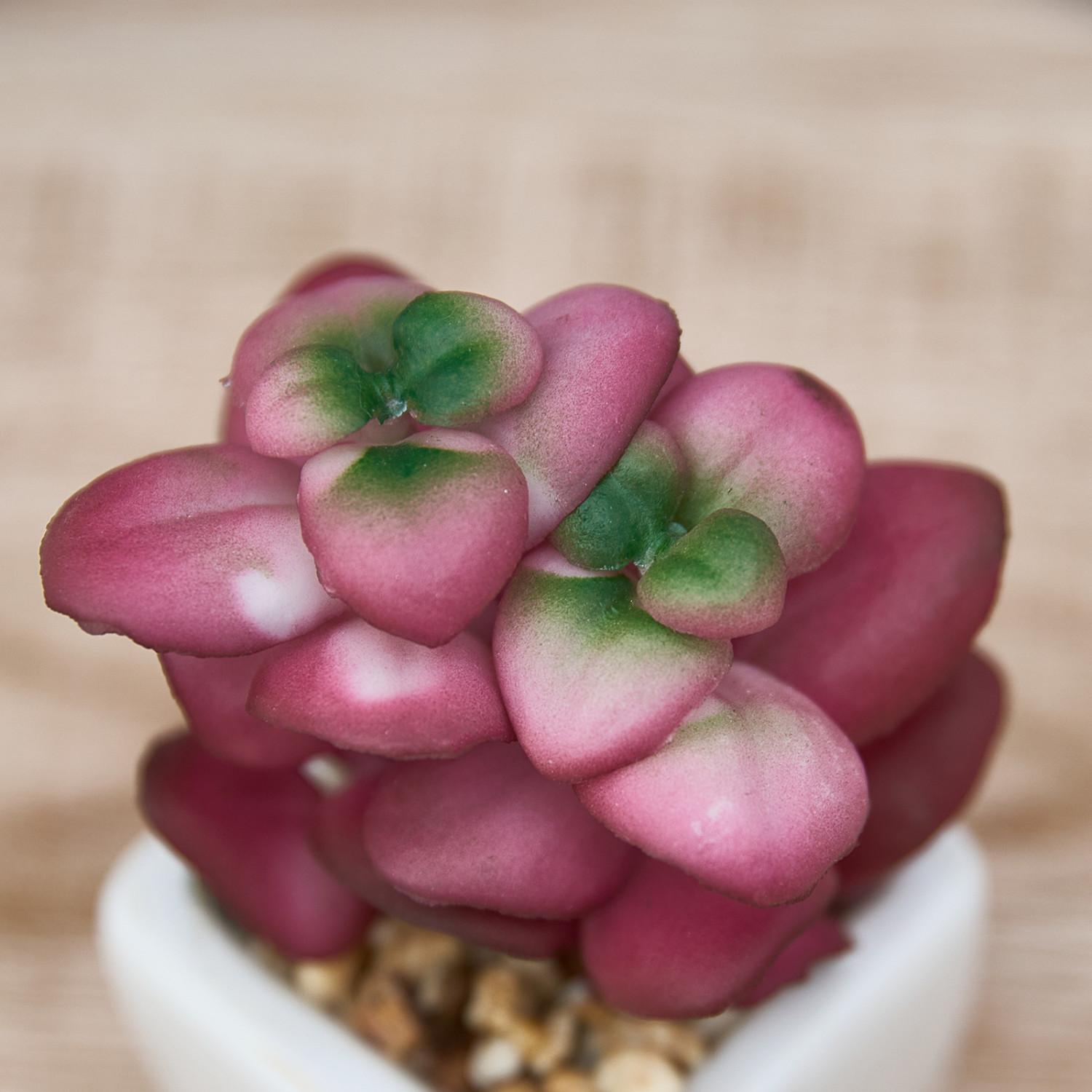 Суккулент Monteleto - фото № 2