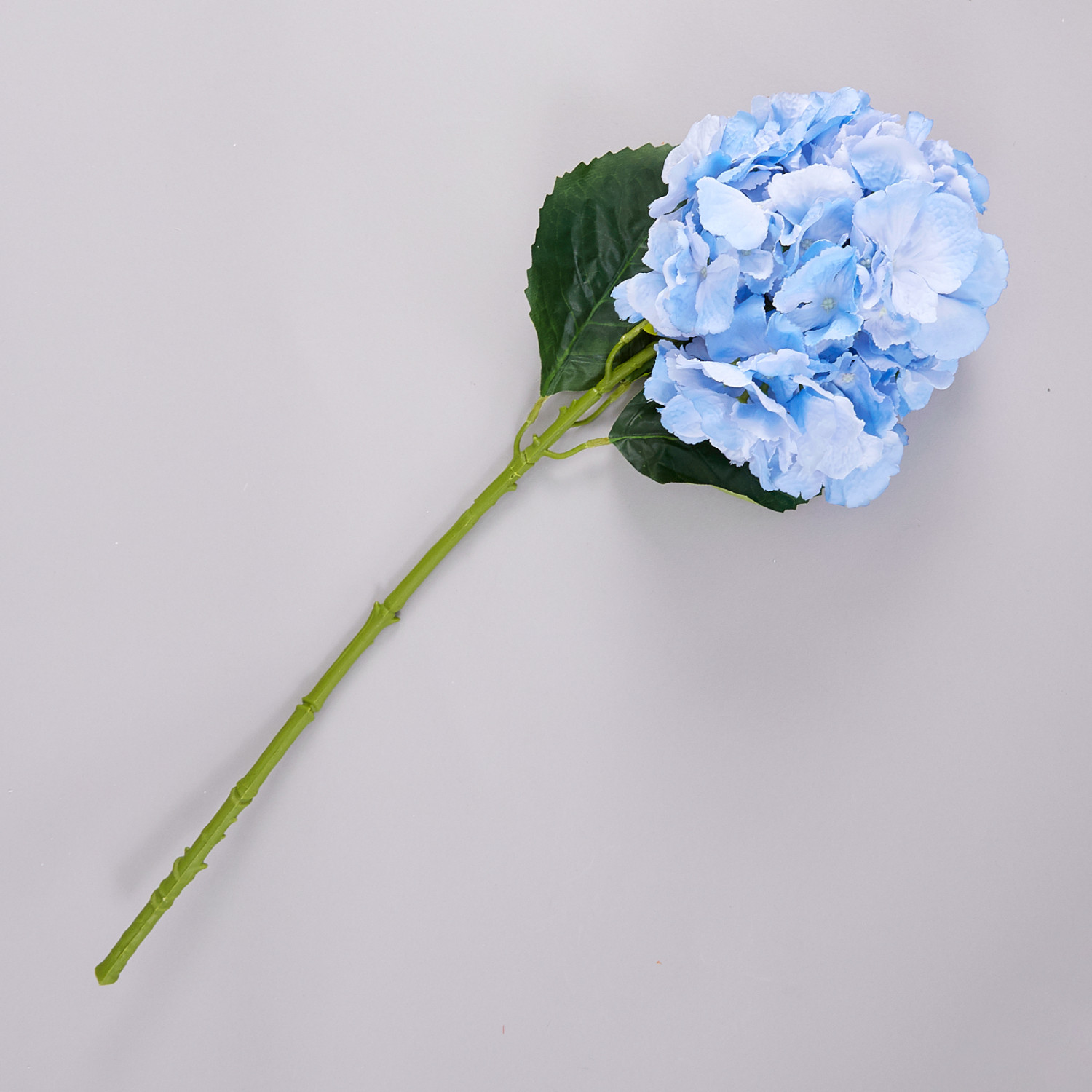 Цветок Ortensia - фото № 2