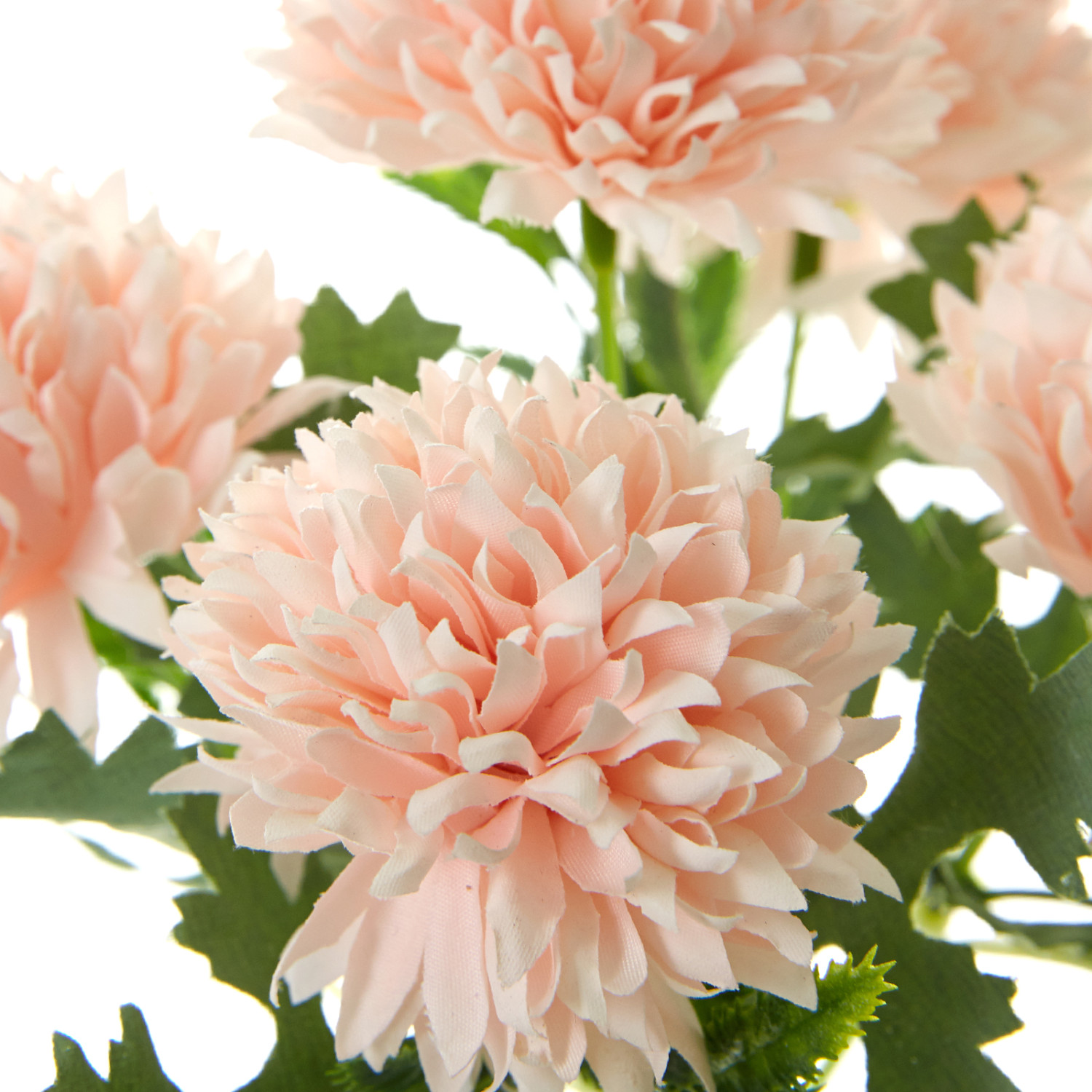 Цветок Маргаритка - фото № 2