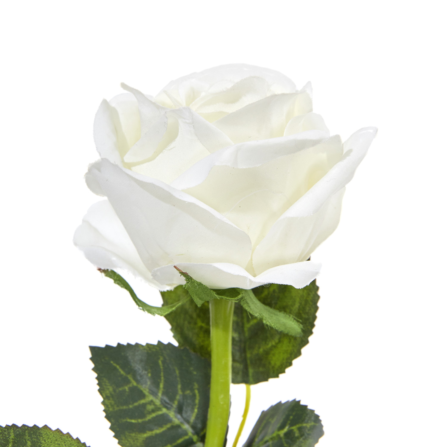 Цветок Rosa - фото № 2