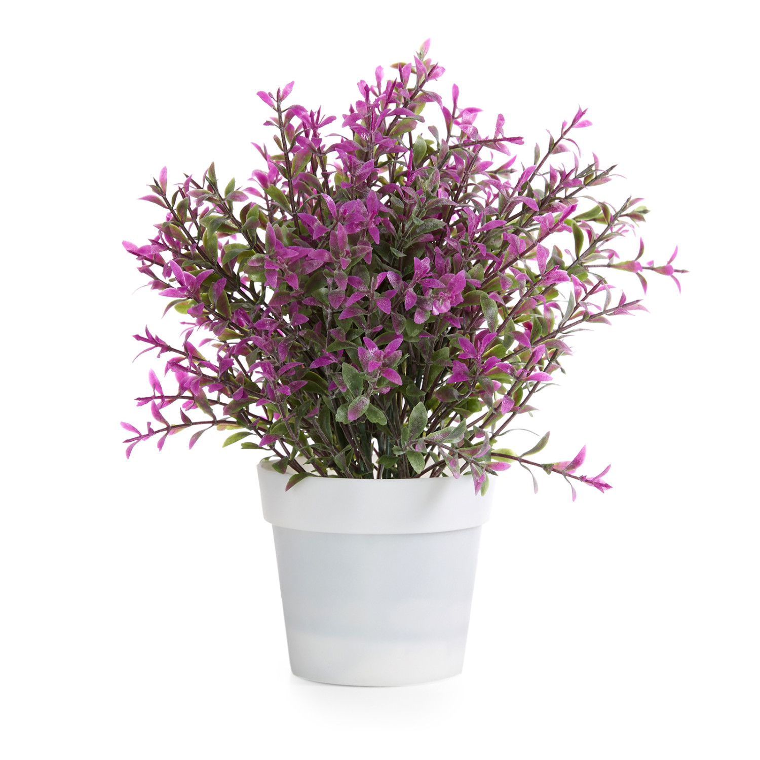 Цветок в горшке Lavanda coperta - фото № 2