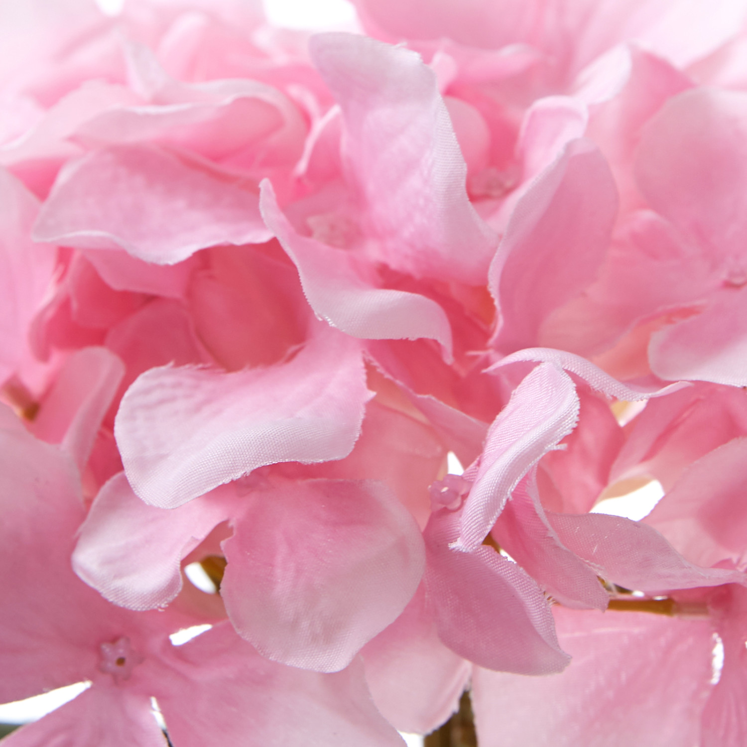 Цветок Ortensiano - фото № 3