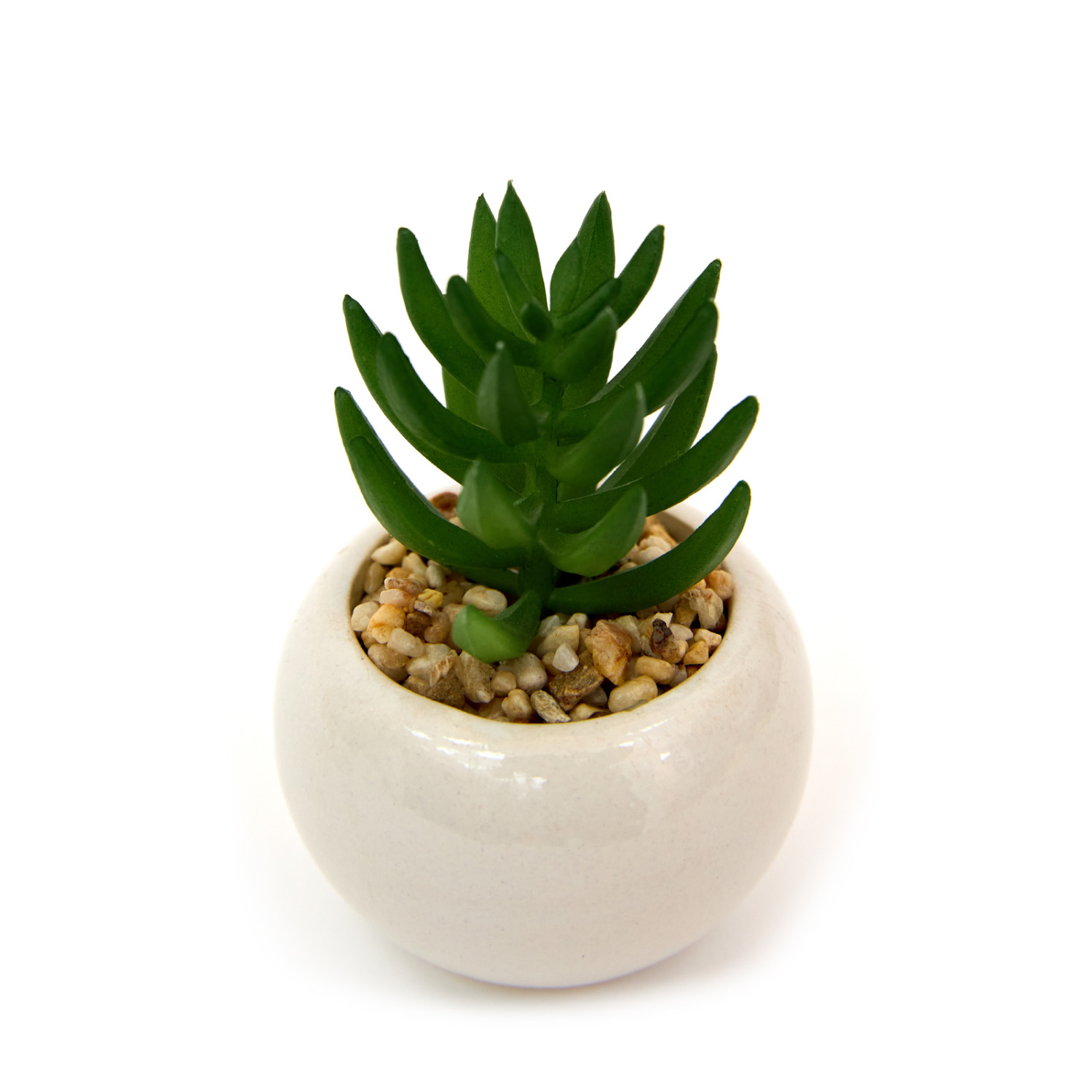 Суккулент Ceppo - фото № 4