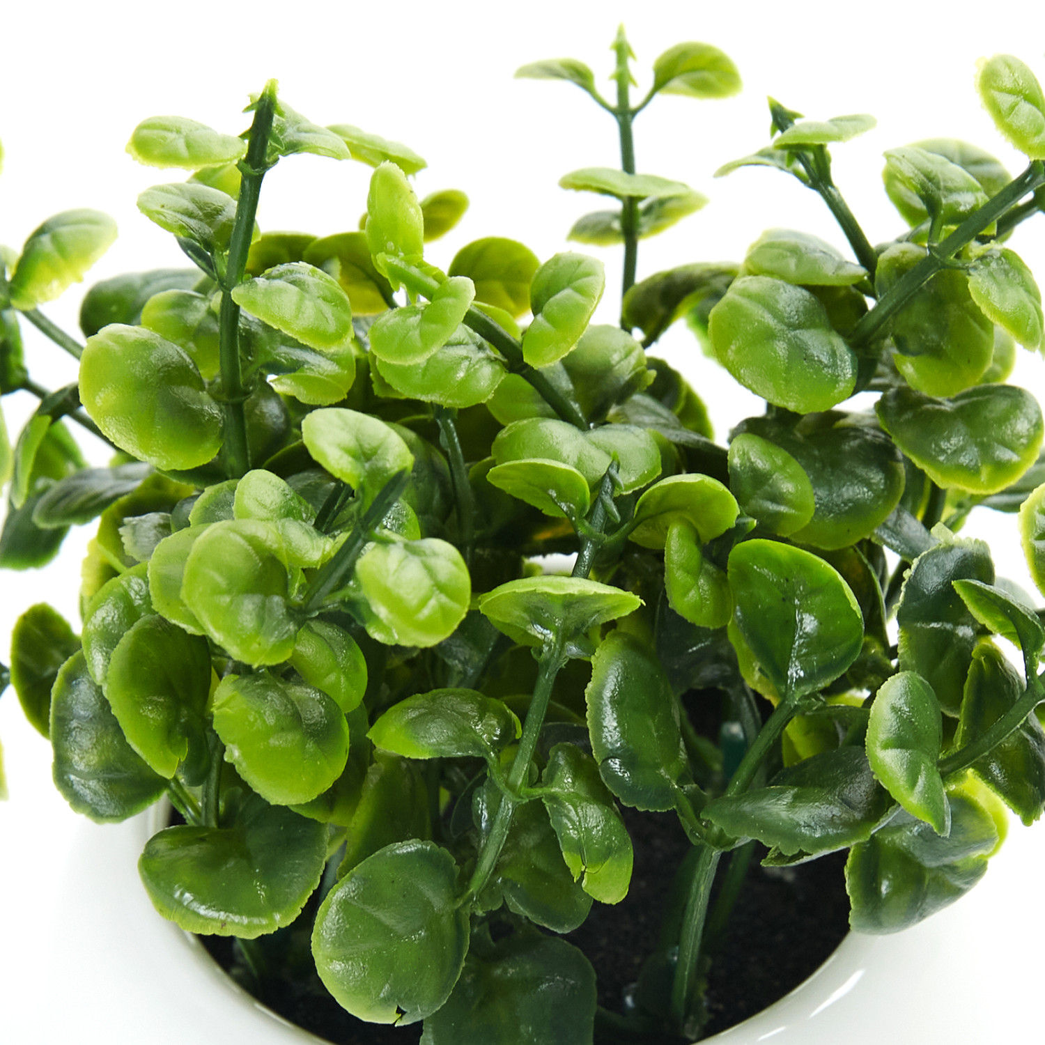 Суккулент Sorgono - фото № 2