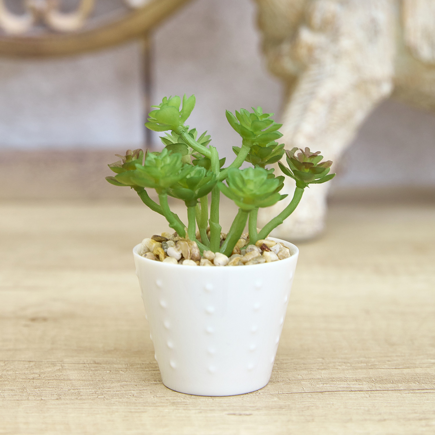 Суккулент Macerino - фото № 2