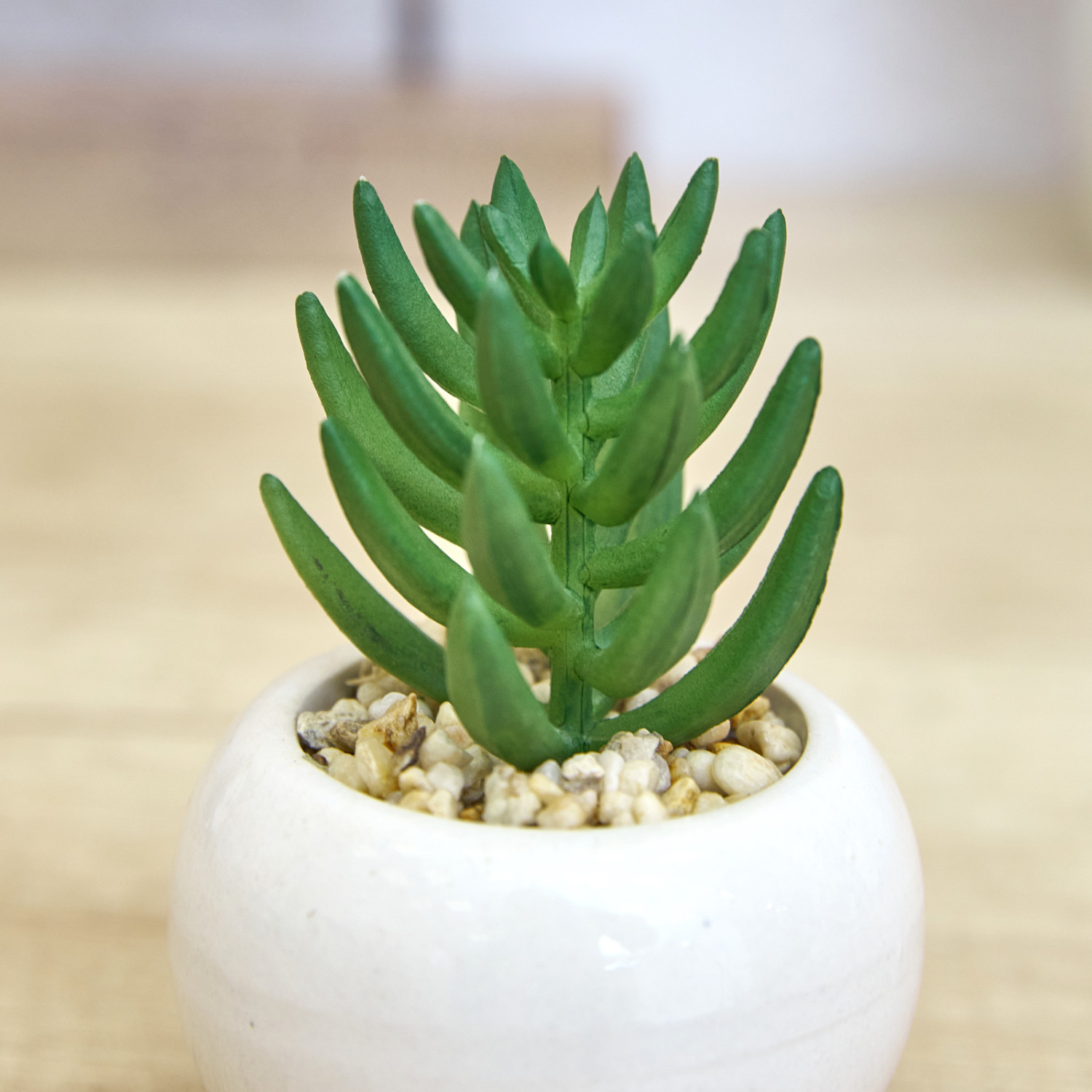 Суккулент Ceppo