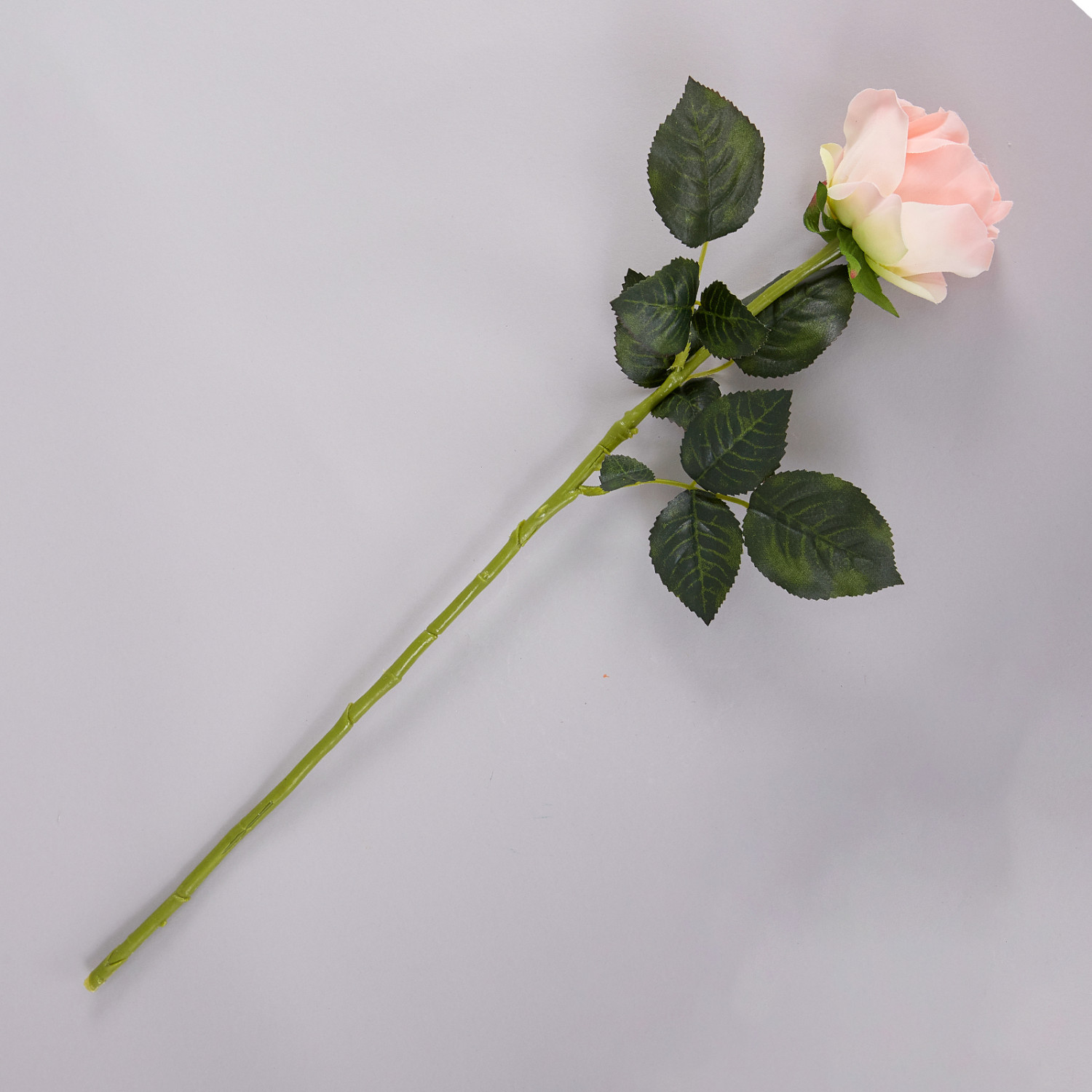 Цветок Rosa - фото № 2