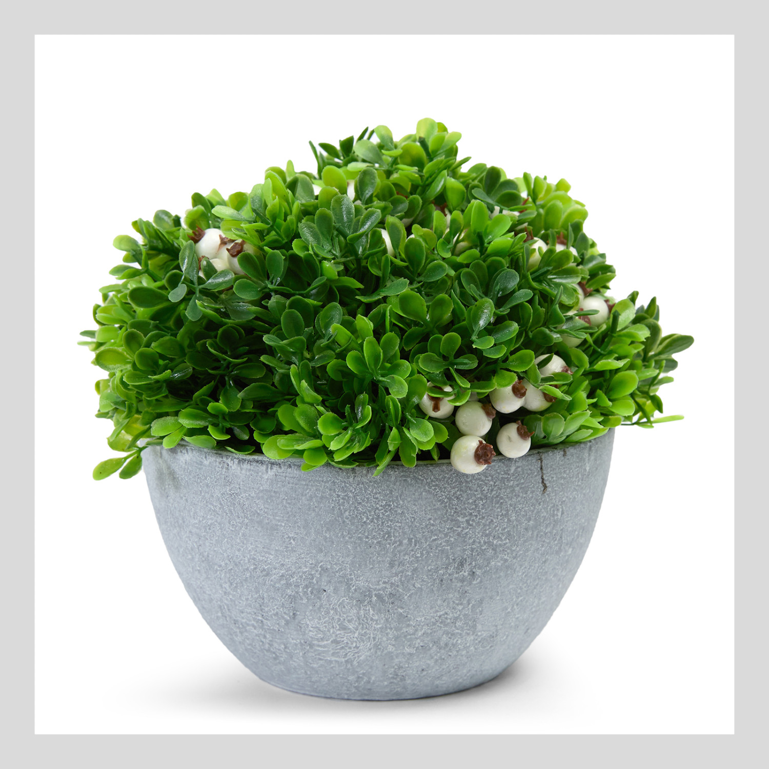 Цветок в горшке Sabino - фото № 3