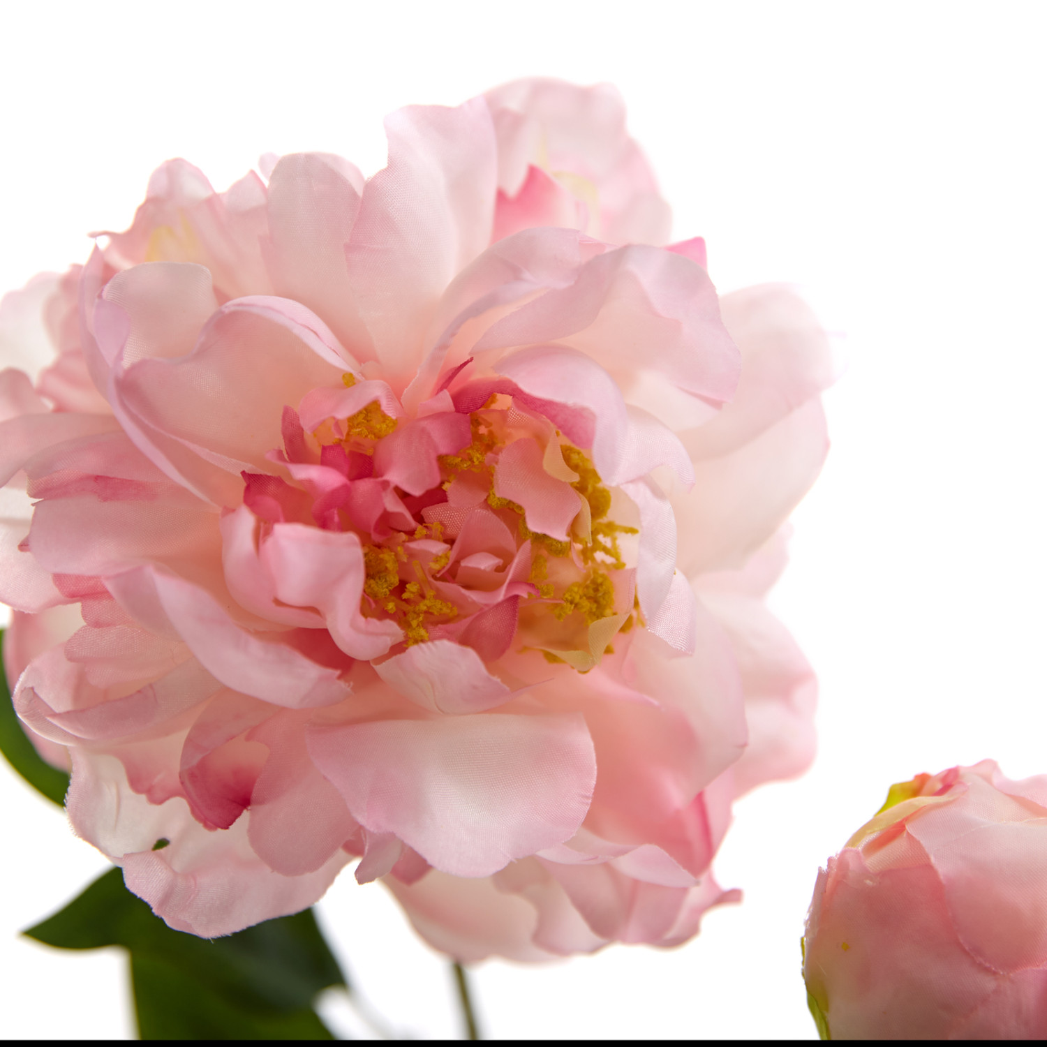 Цветок Dego - фото № 3