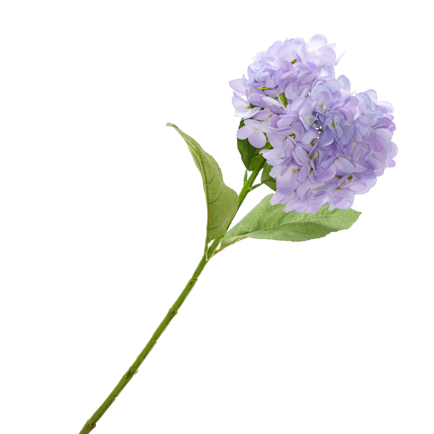 Цветок Hortensia lila - фото № 2