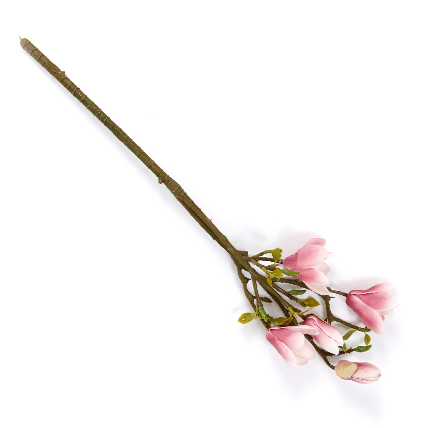 Цветок Magnolia - фото № 2