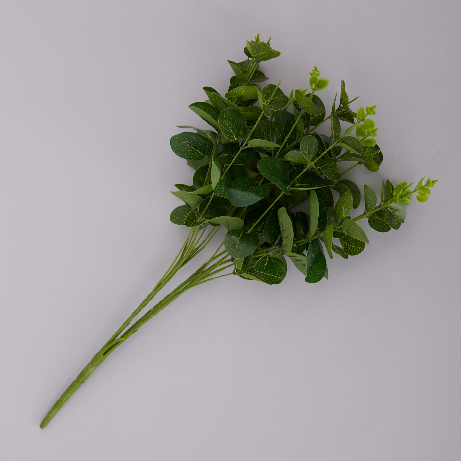 Ветвь Эвкалипт