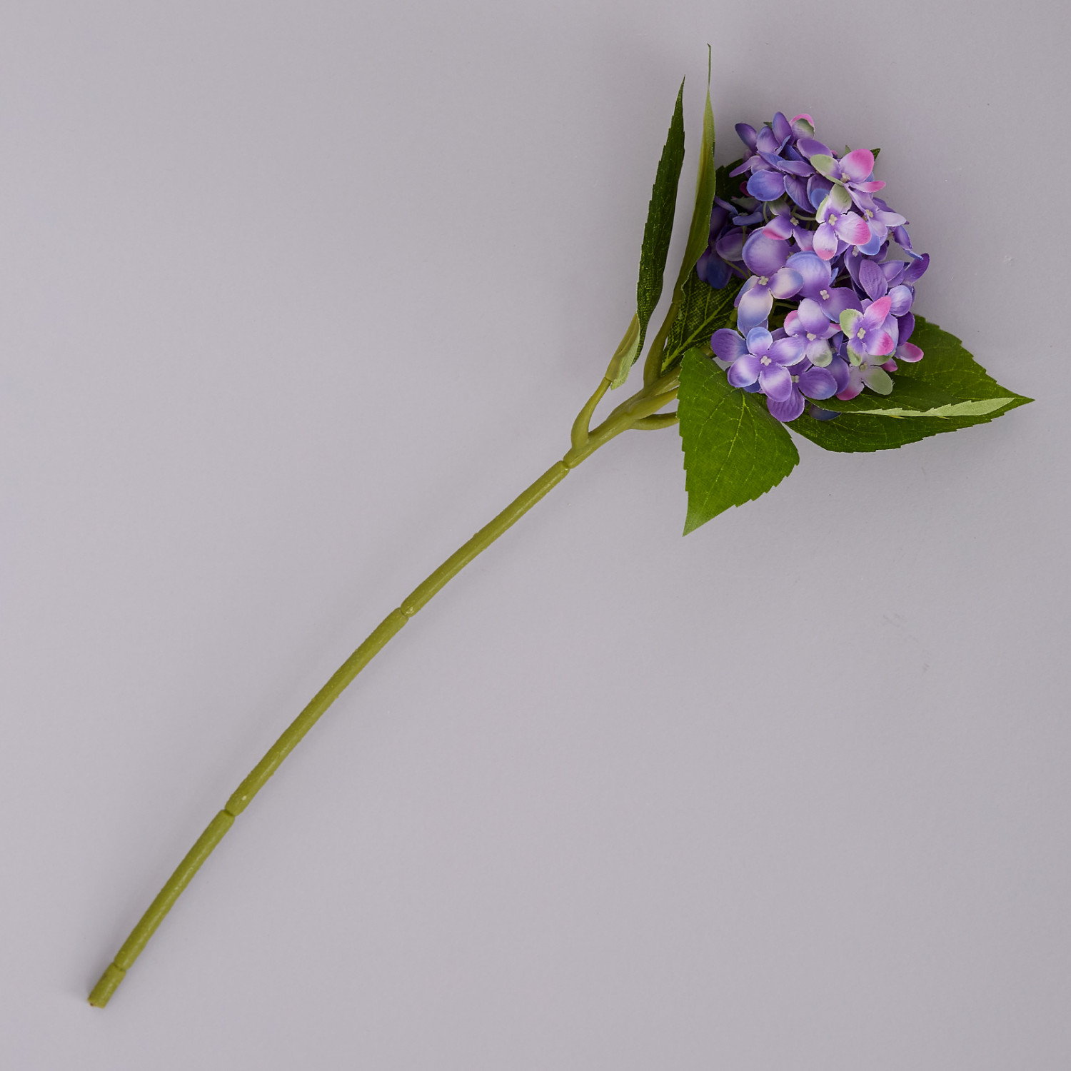 Цветок Ortensia - фото № 2