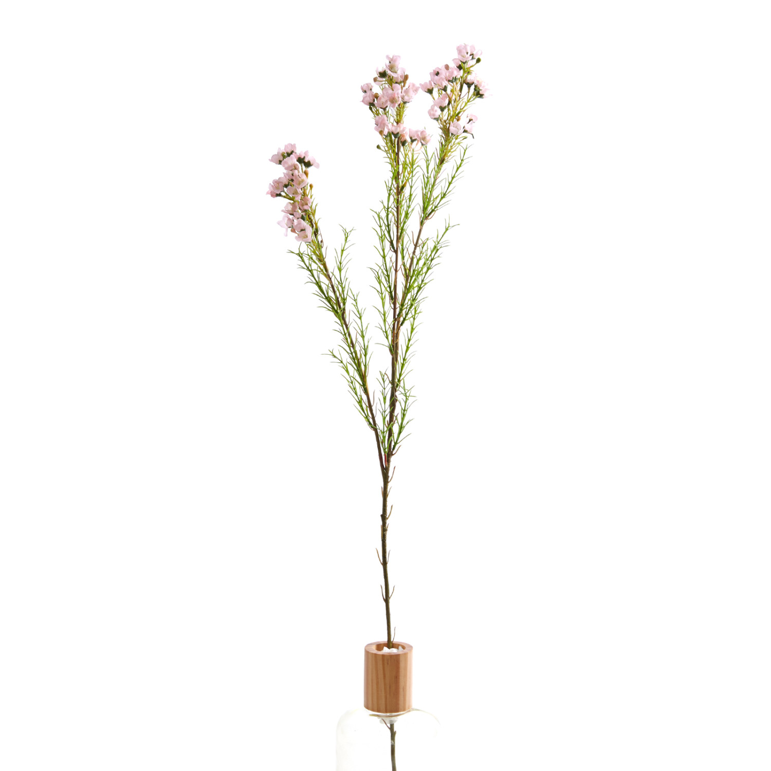 Цветок Chamelacium