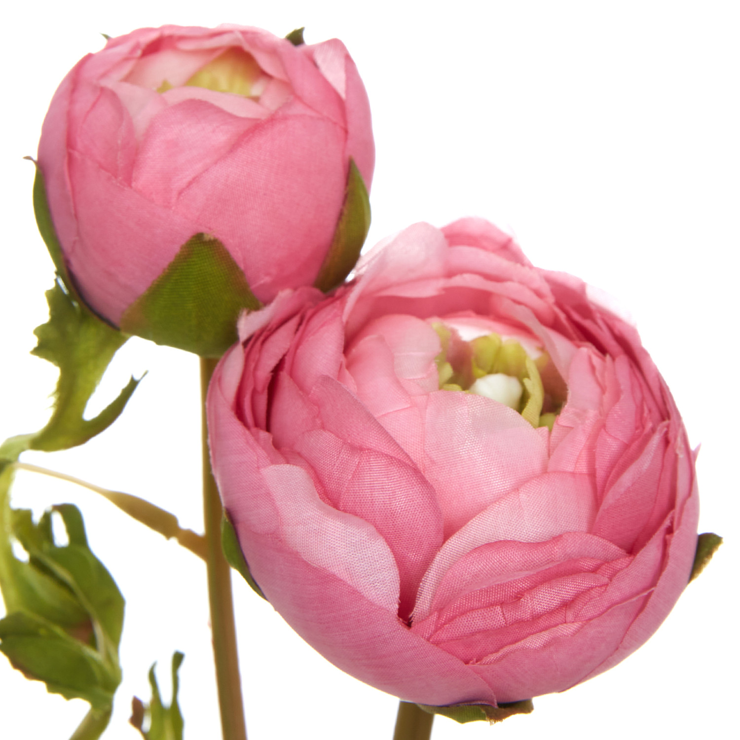 Цветок Cingoli - фото № 3