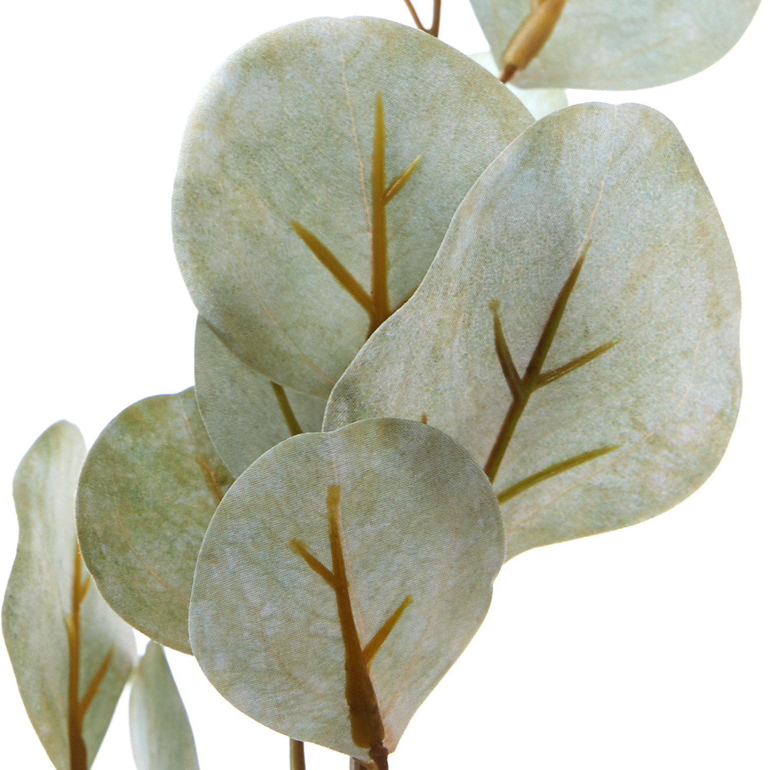 Ветвь Eucalipto - фото № 2