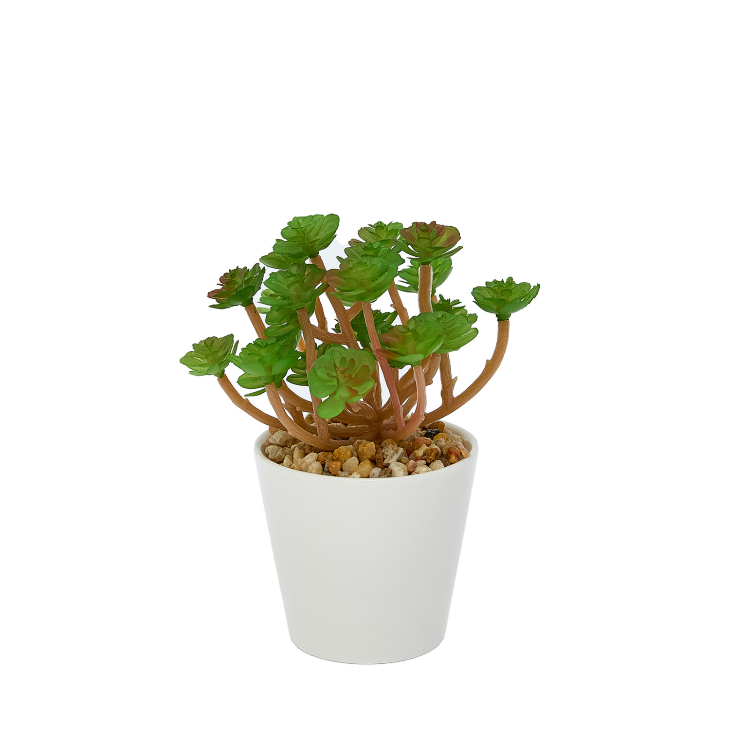 Суккулент Colognola - фото № 3