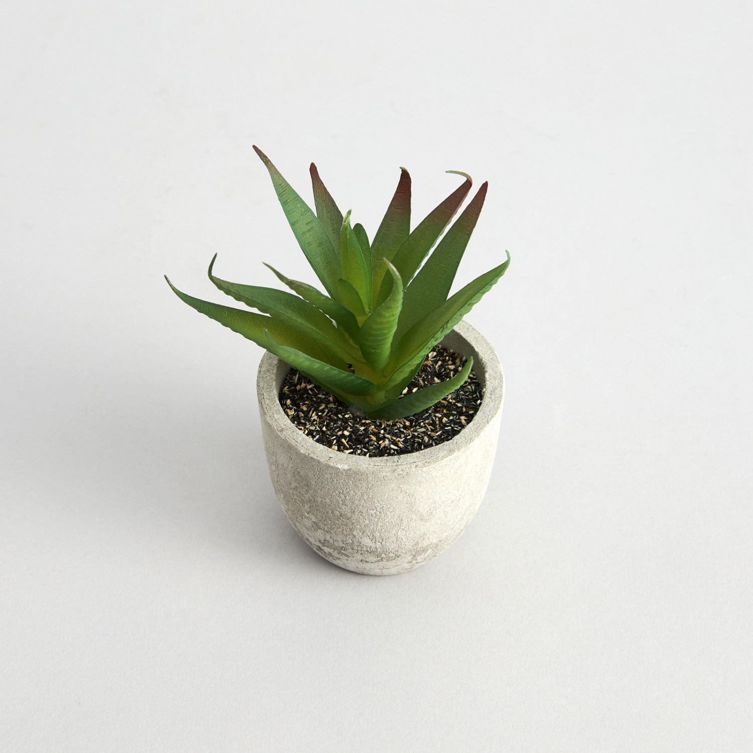 Суккулент Terni II - фото № 3