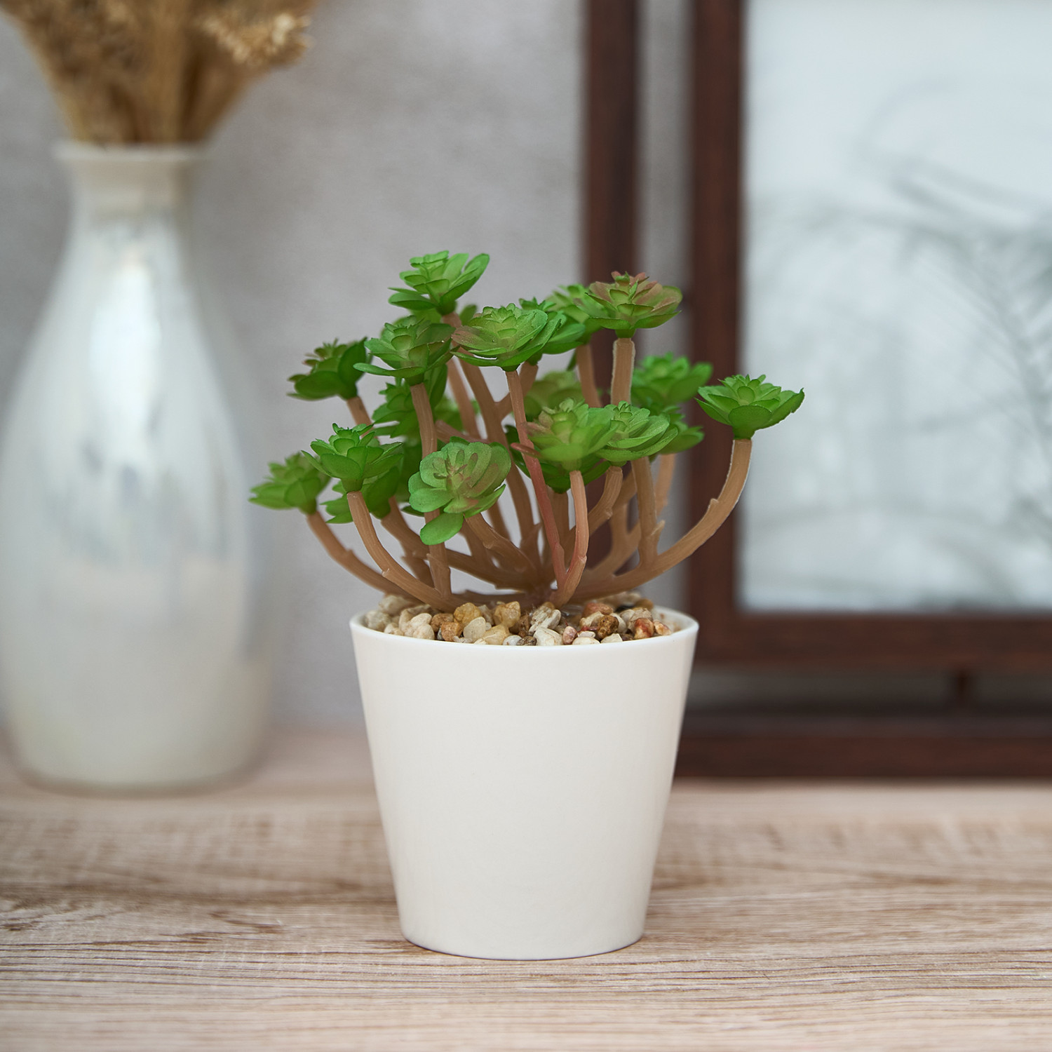 Суккулент Colognola