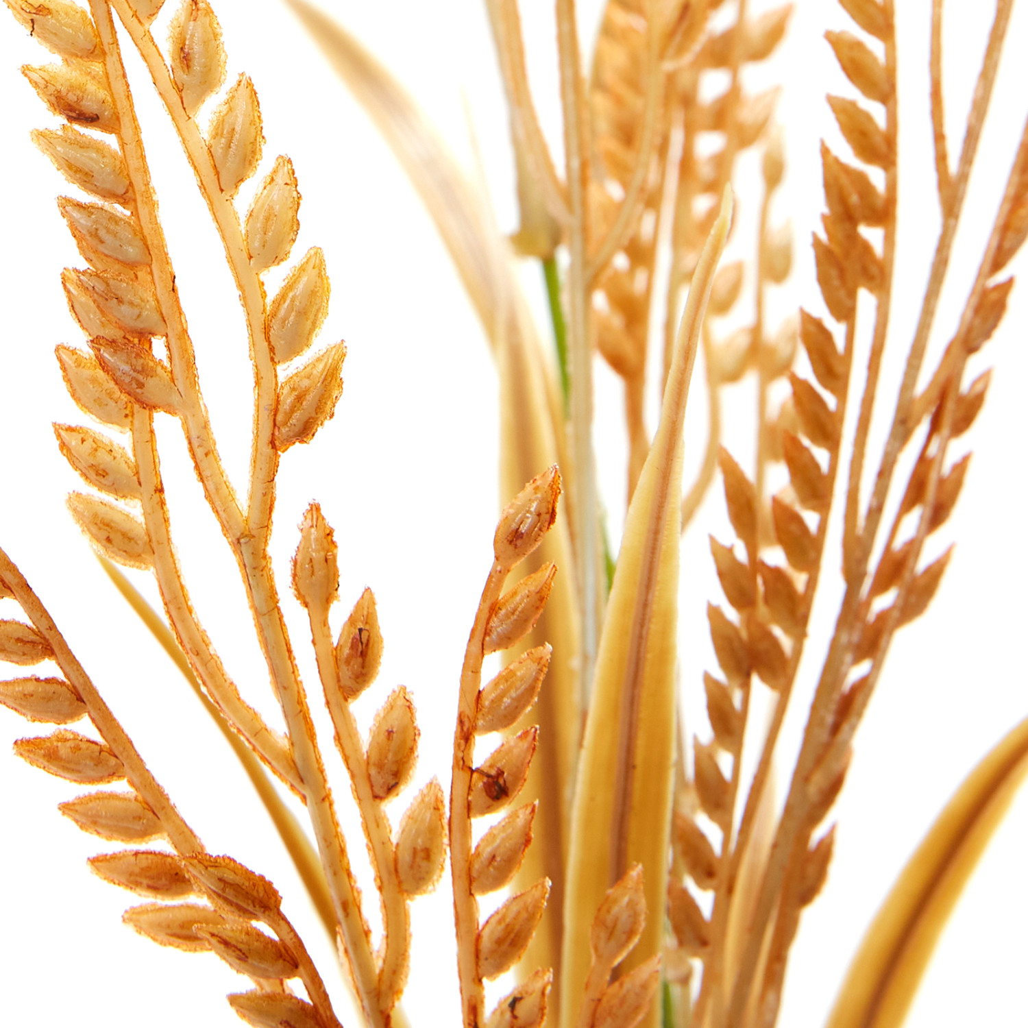 Ветвь Indory - фото № 2