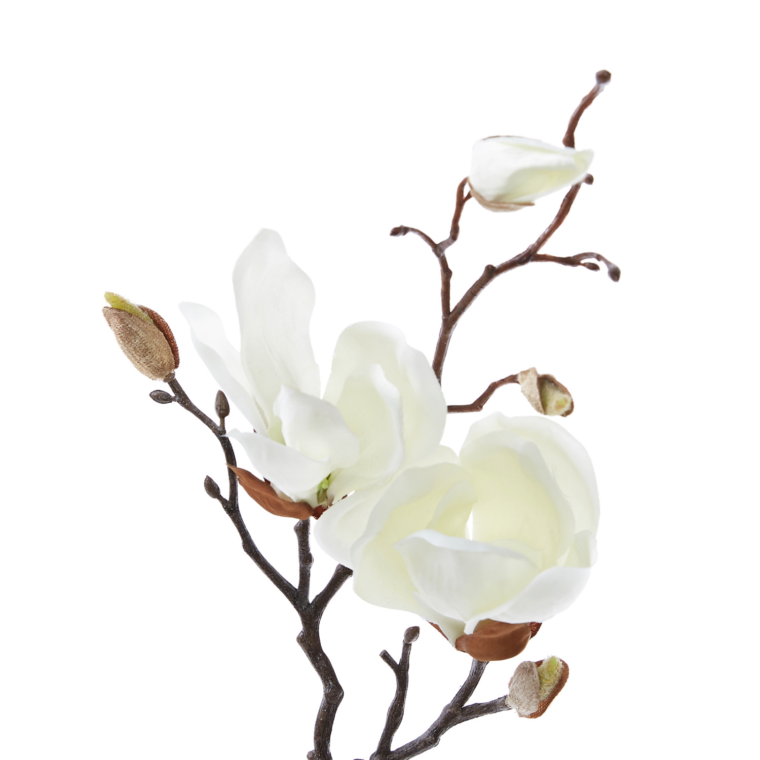 Ветвь Magnolia - фото № 2