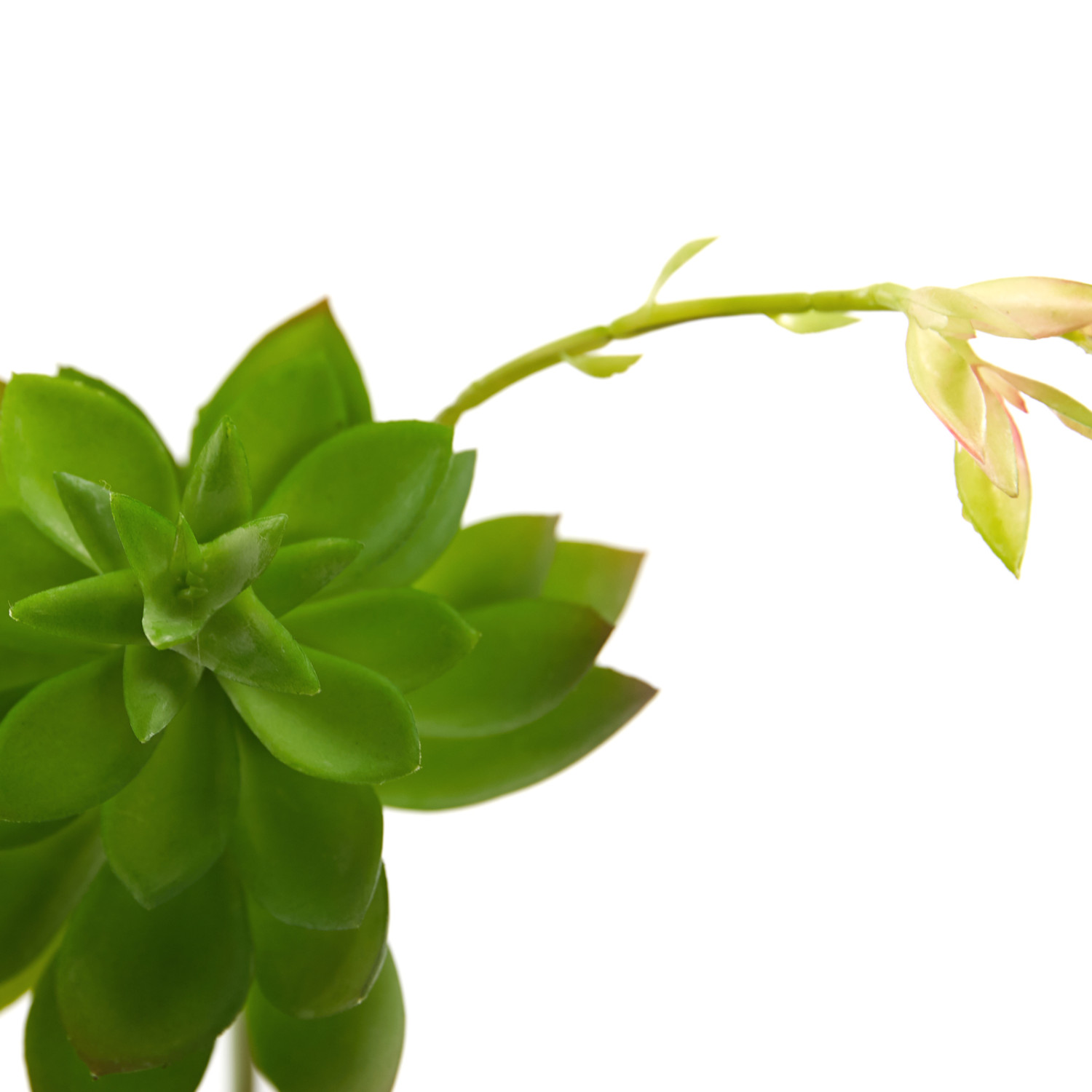 Суккулент Цветочный рай - фото № 2