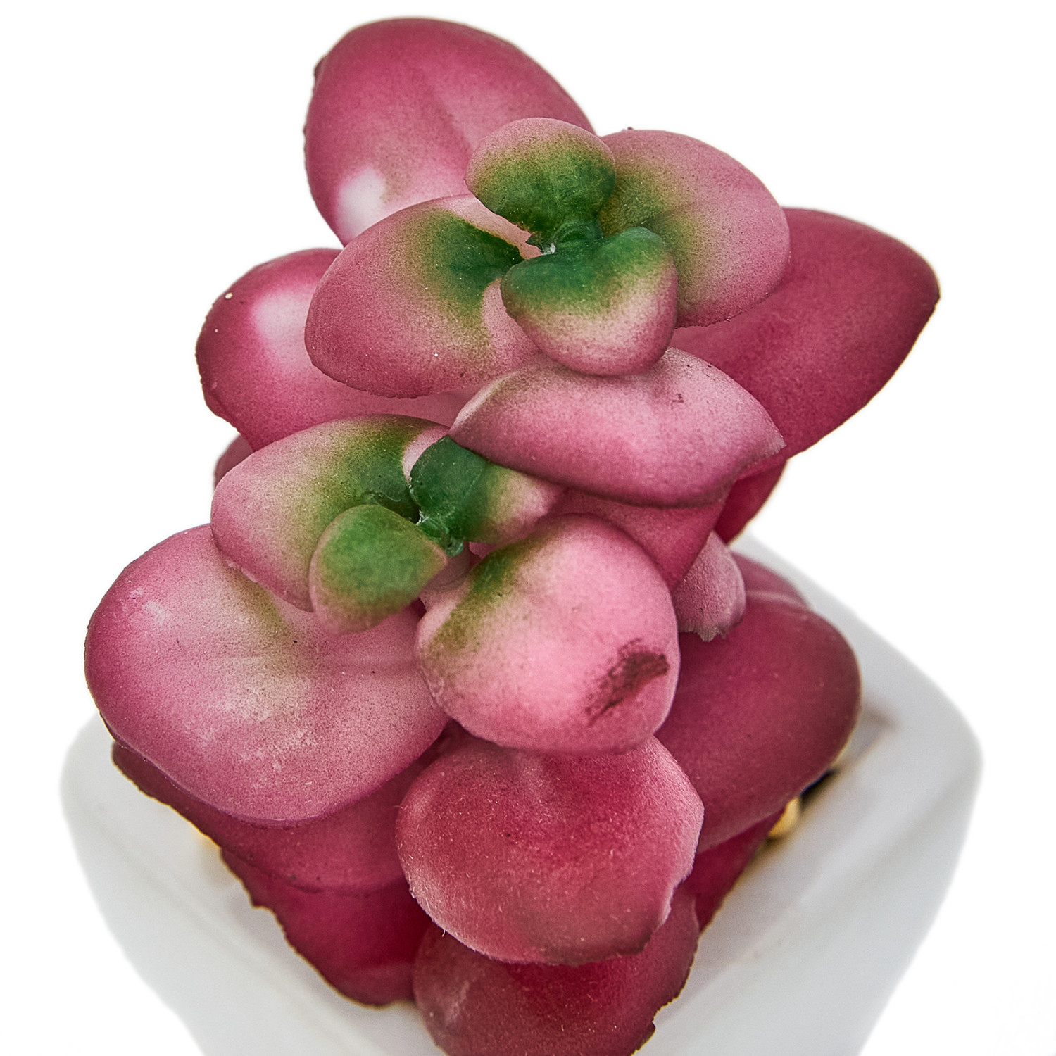 Суккулент Monteleto - фото № 4