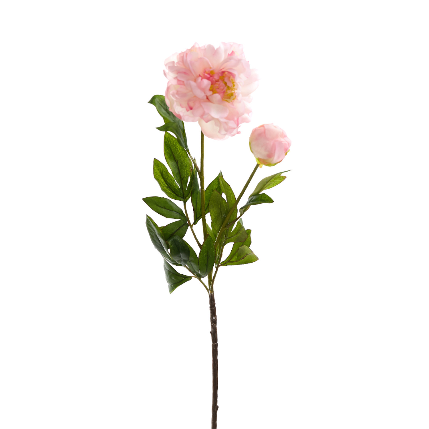 Цветок Dego - фото № 2