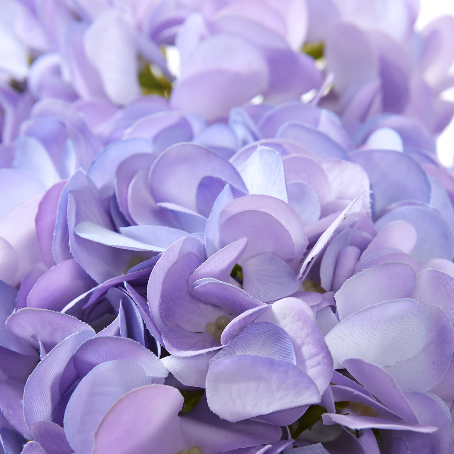 Цветок Hortensia lila - фото № 3