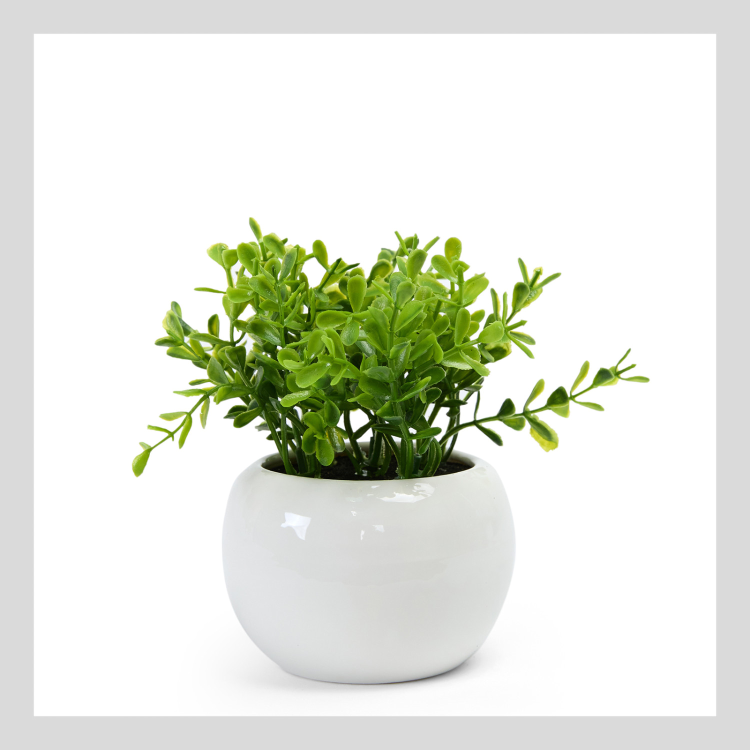 Суккулент Cornalea - фото № 3