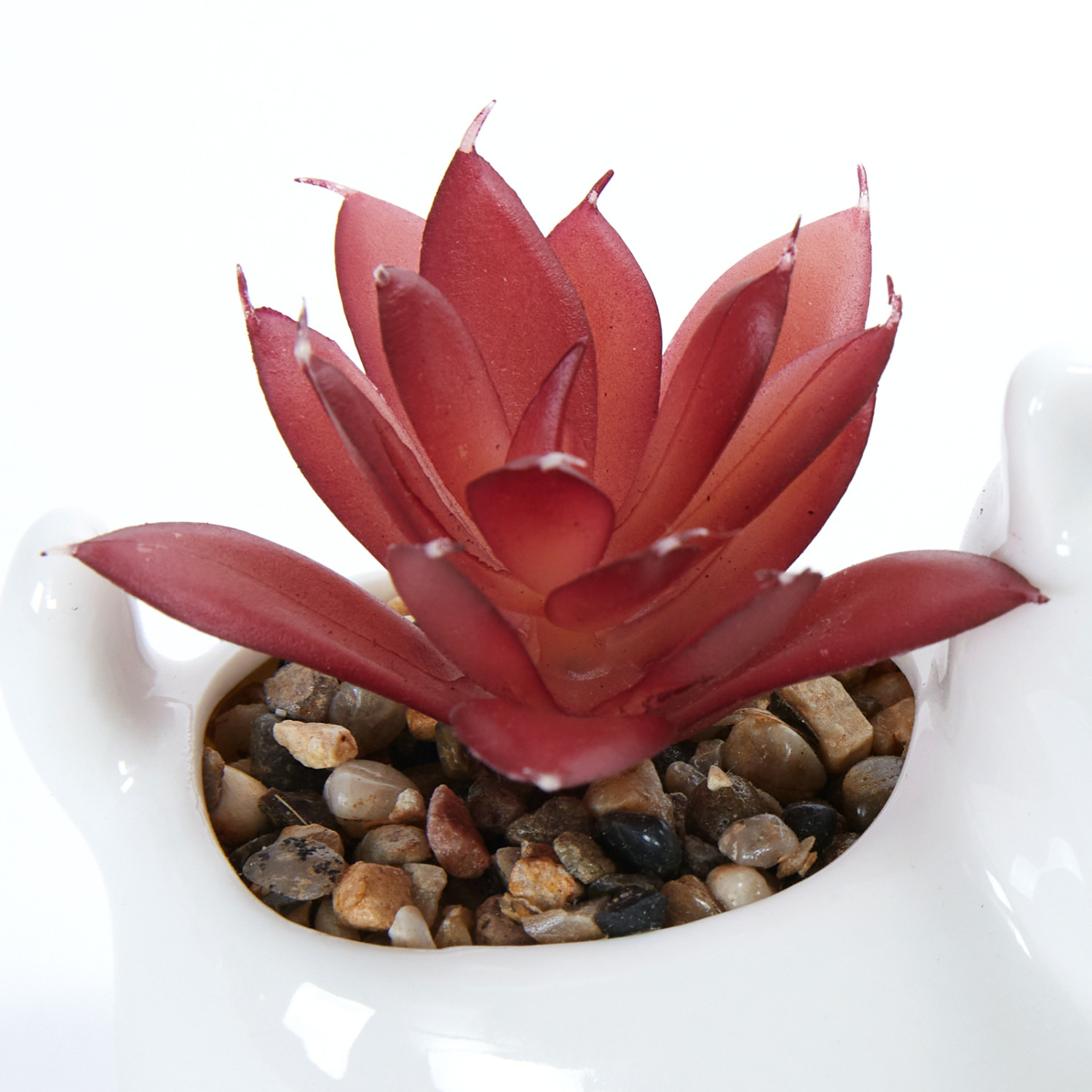 Суккулент Villamara - фото № 2