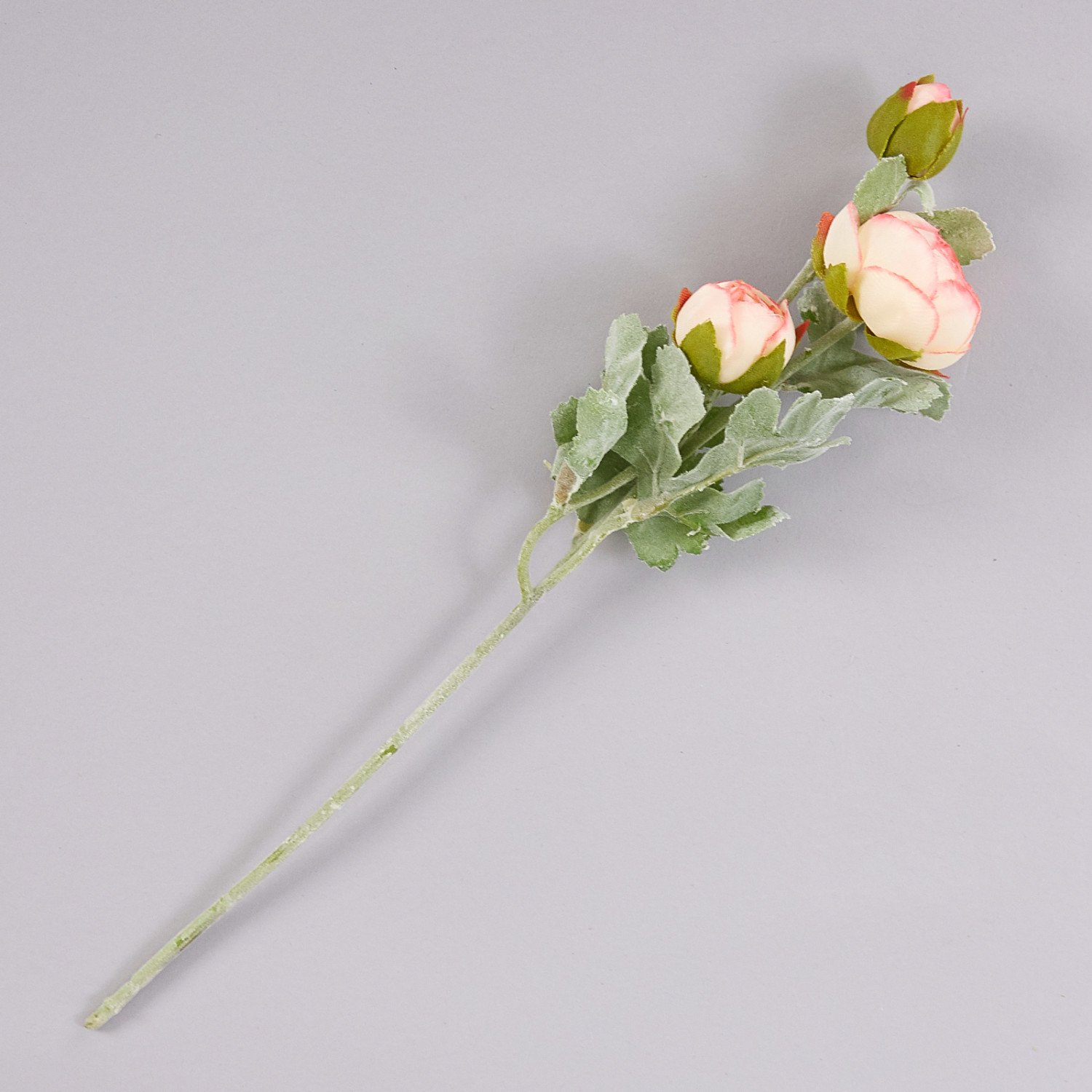 Цветок Imperia - фото № 2